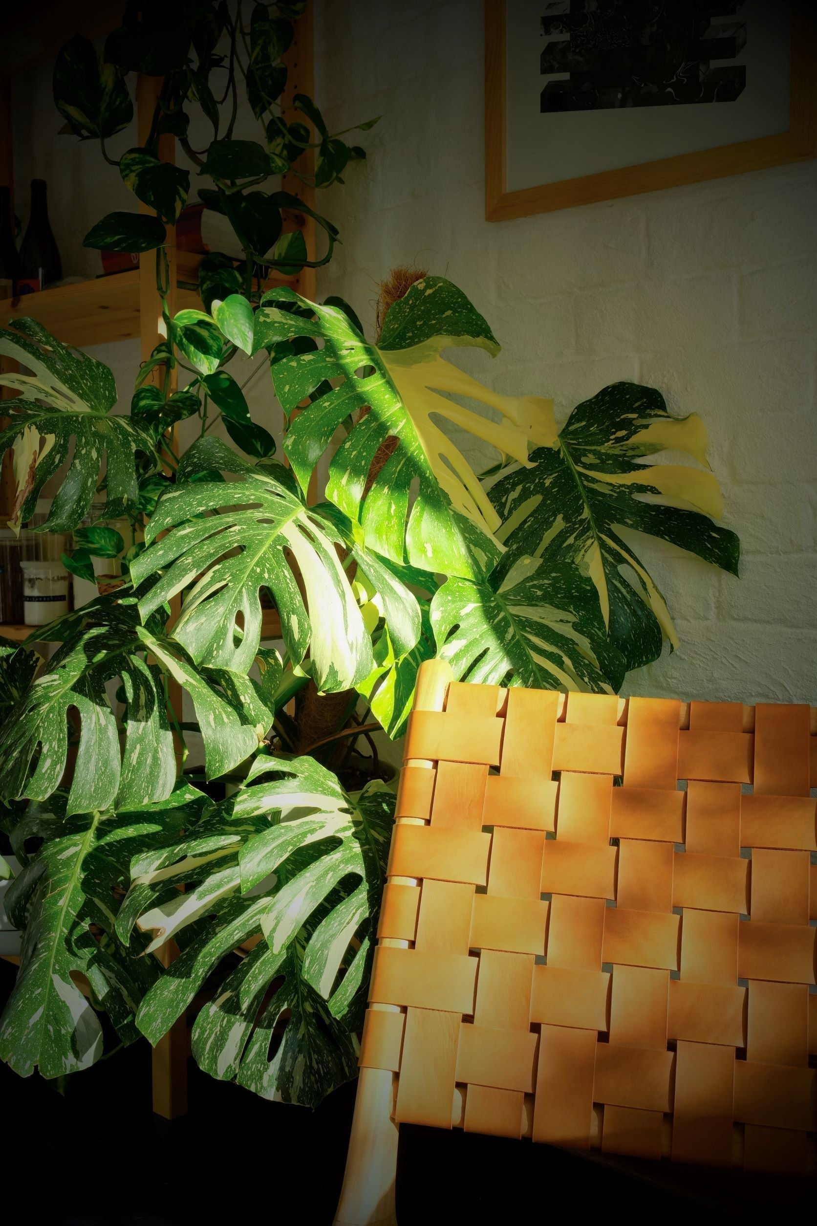 snake plant in french Snake Plant 'Zeylanica' 6"