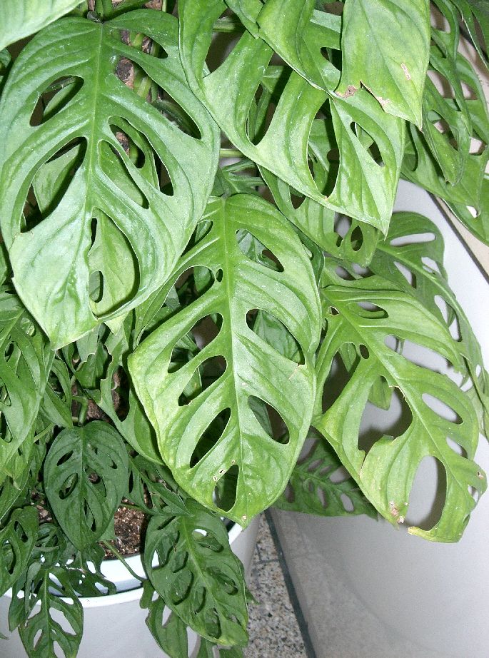 What is an Aroid? | The Plant Runner