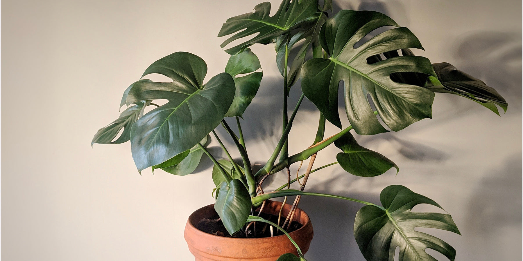 variegated monstera for sale Monstera ‘Mint’ for Sale – Logee's Plants main image 1