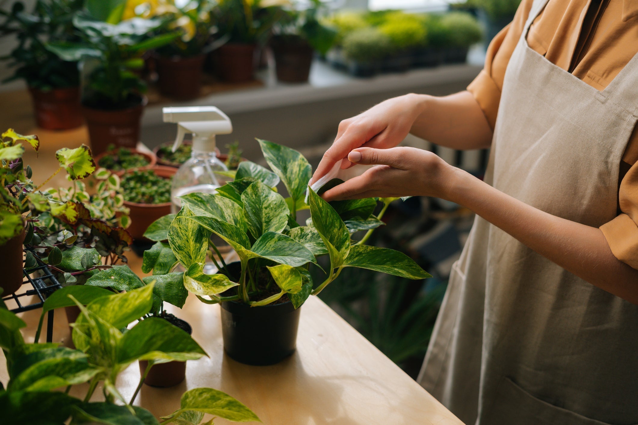Top 10 Easy Care Indoor Plants for Beginners – The Plant Runner