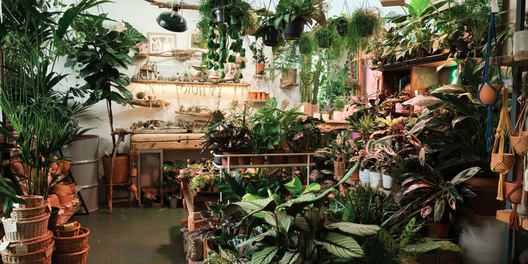 dinosaur plant T-Rex Dinosaur Indoor Plant Accessory