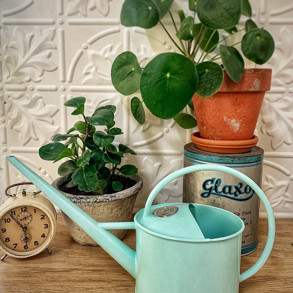 When should I water my Indoor Plants?