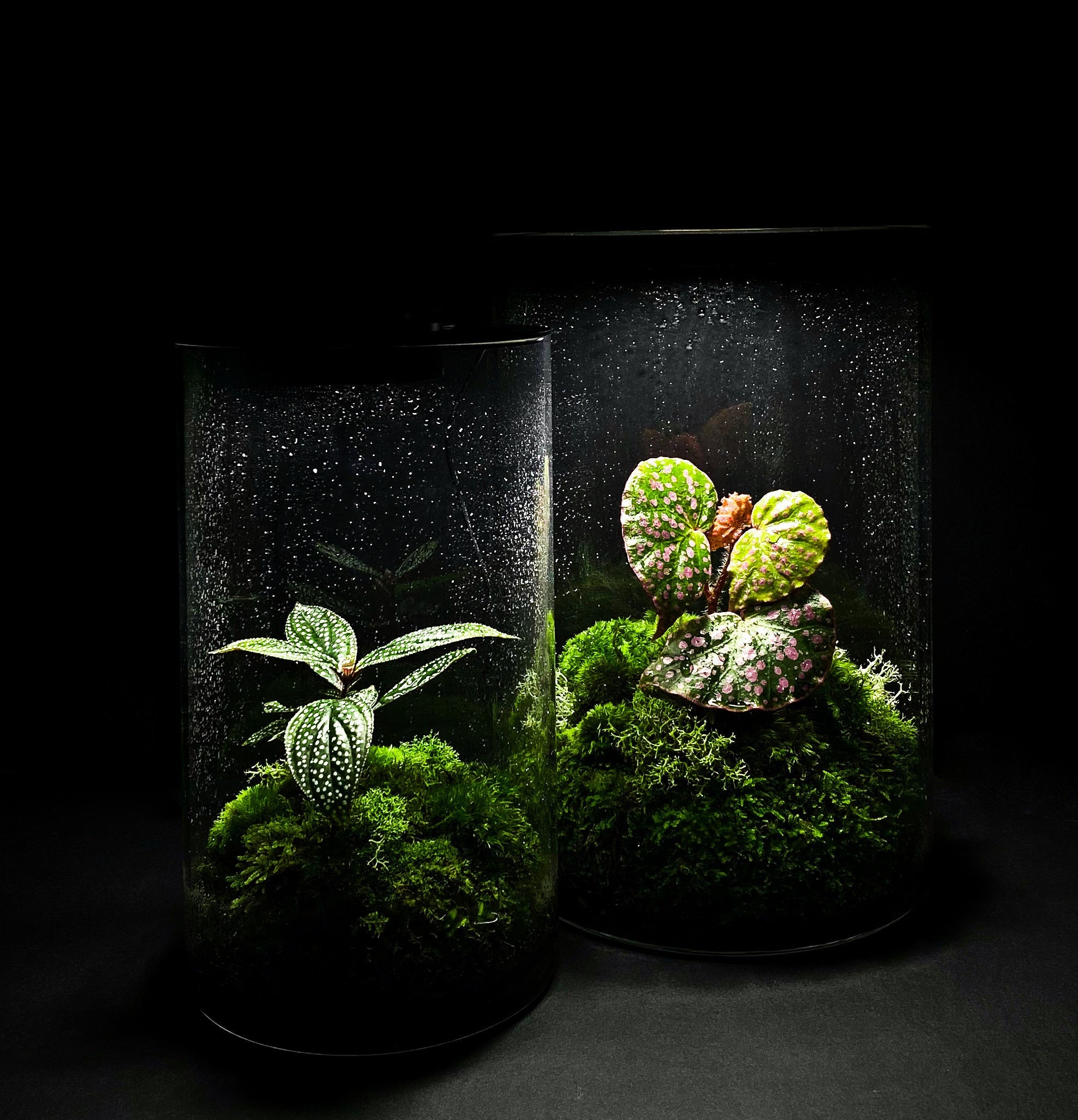How to Build a Terrarium (and Keep It Thriving!)