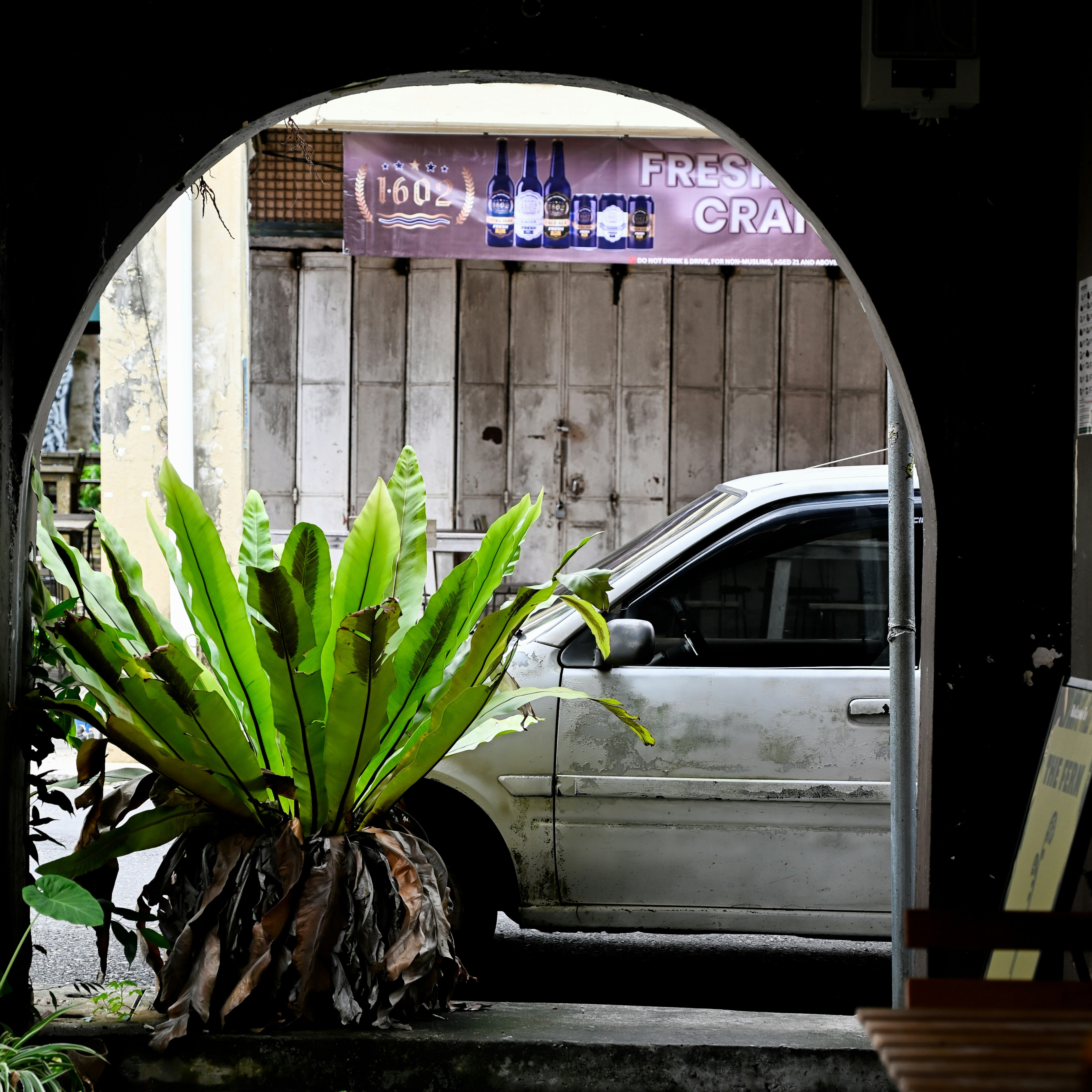 Bird's Nest Fern: A Plant Care Guide
