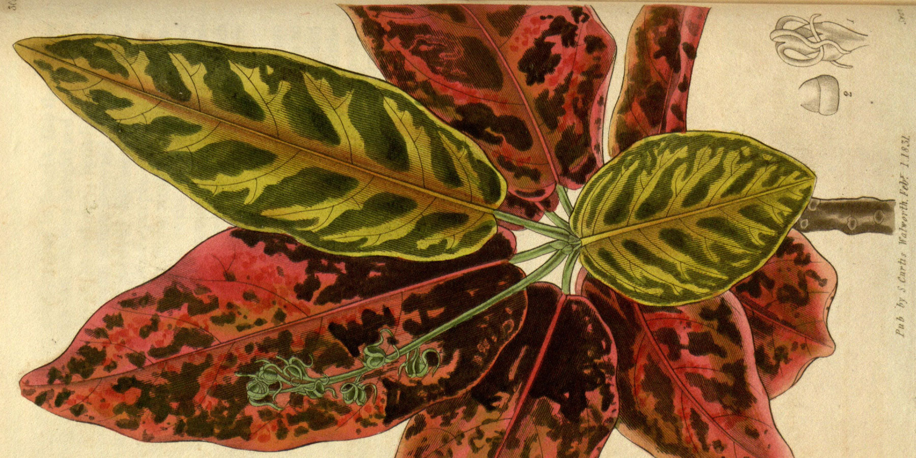 A History of Houseplants