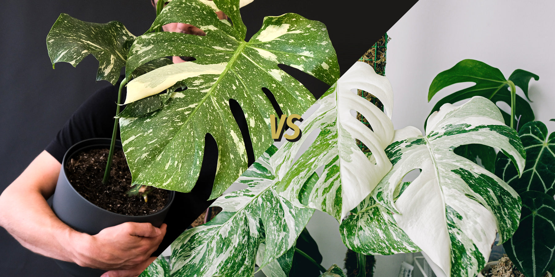 What's the difference between a Monstera Thai Constellation and Monstera Albo Variegata?