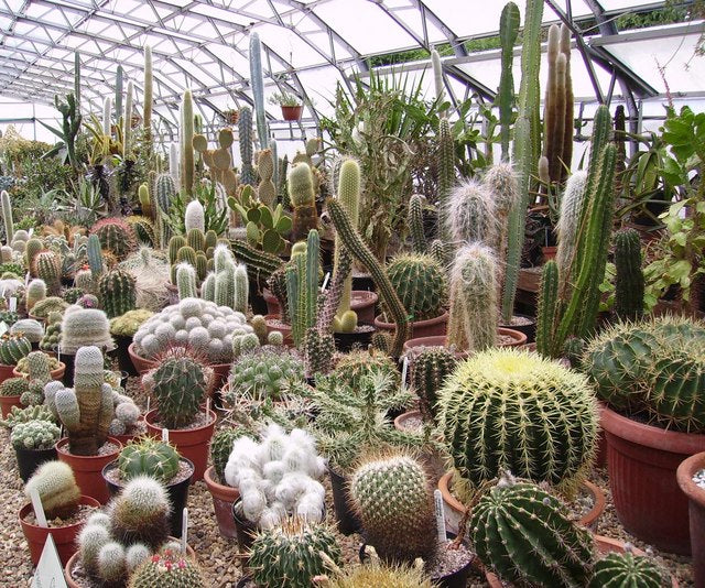 Succulents and Cacti: A Practical Guide