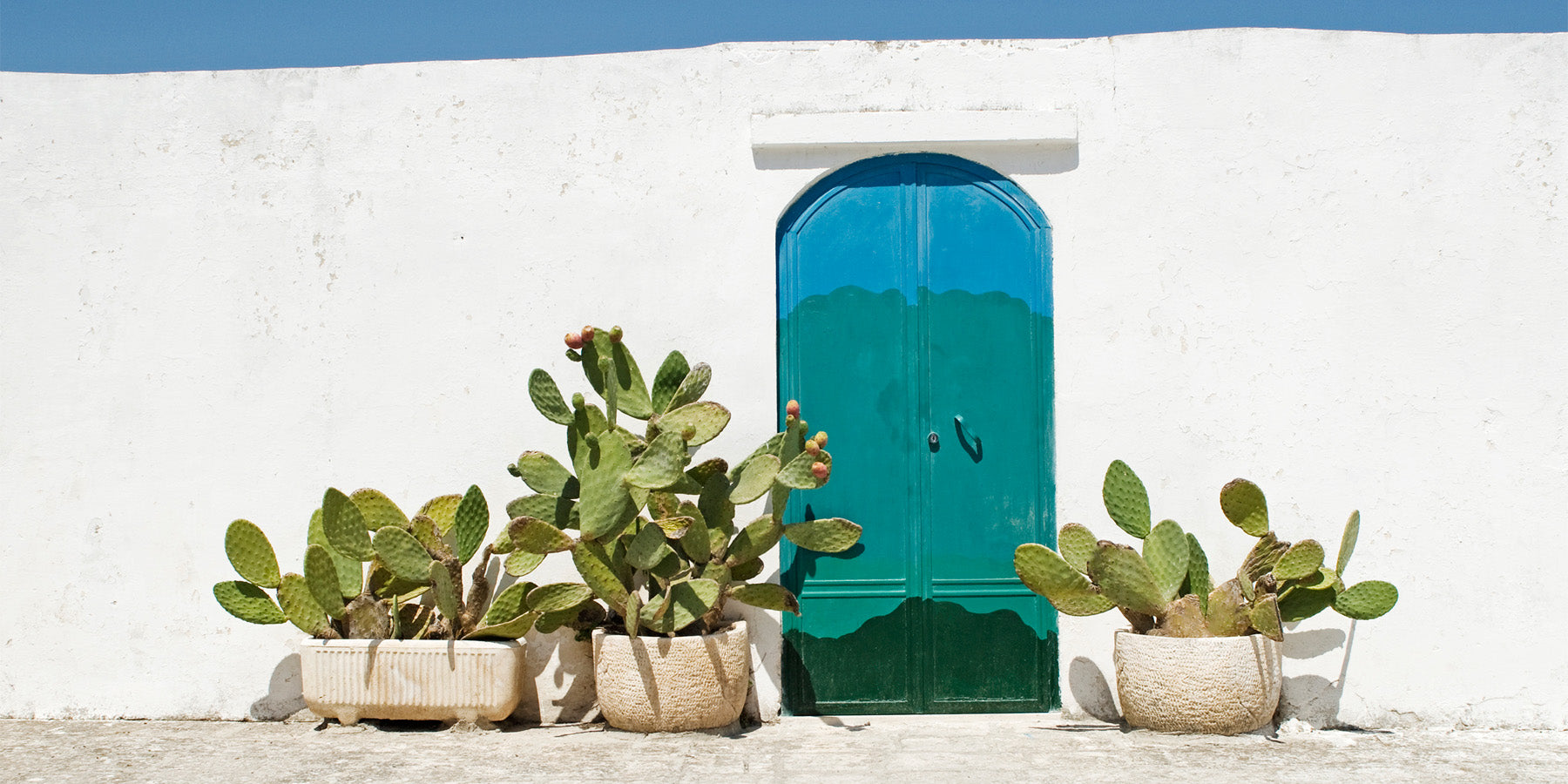 What Cactus is good for indoors?
