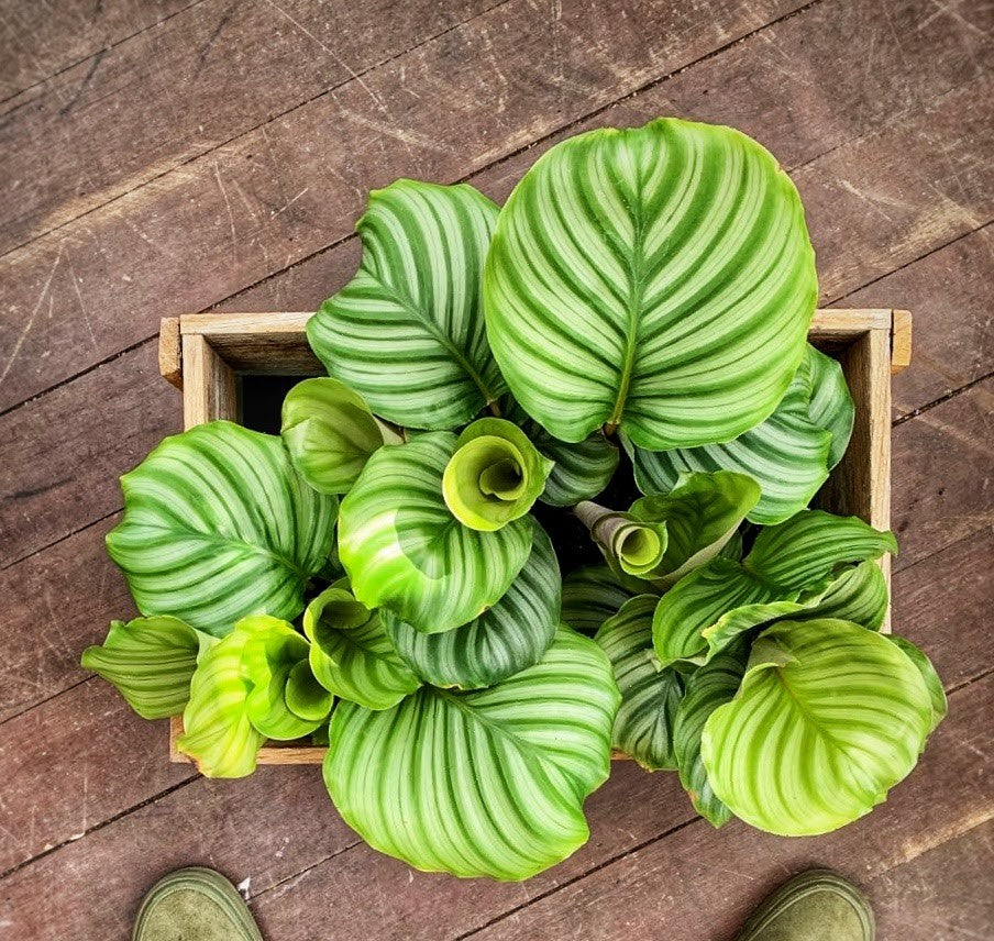 Calathea Care Guide