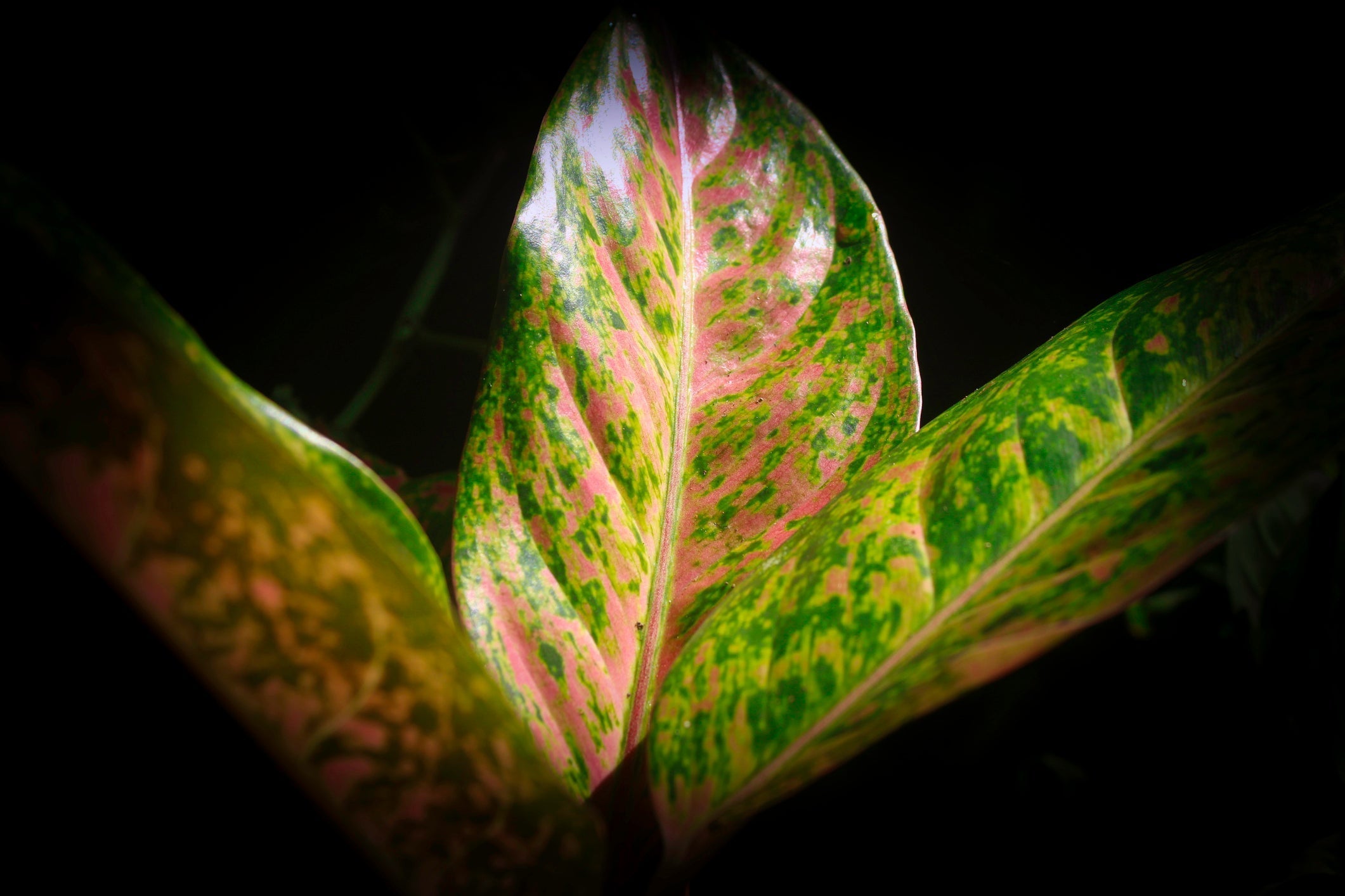 Chinese Evergreen: A Care Guide