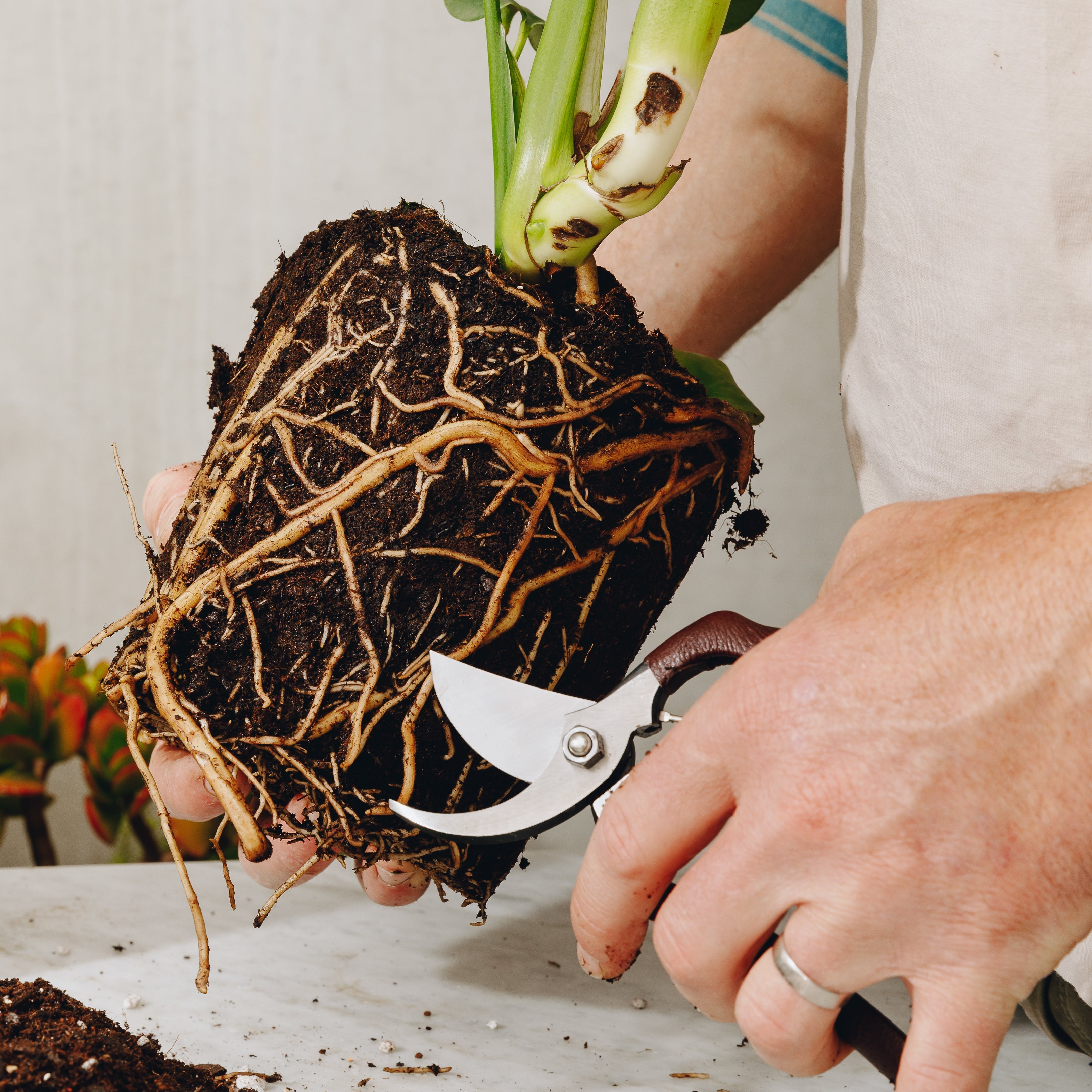 Root Health = Plant Health: Why Indoor Plants Need Air, Not Just Water