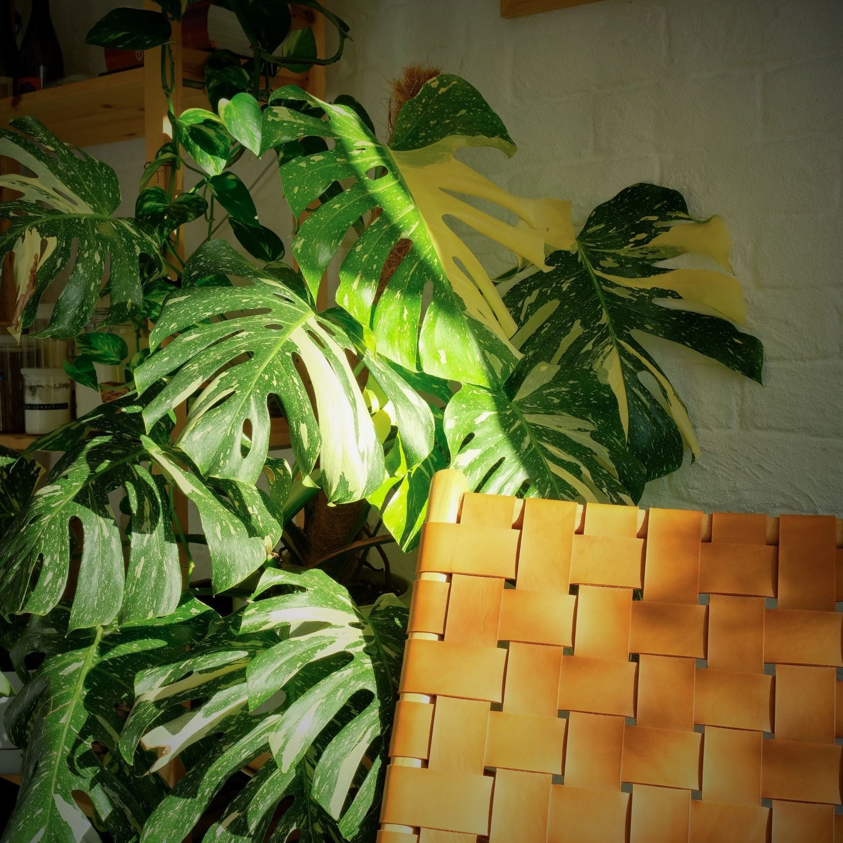 Aroids at Home: Modern Care Guide (Monstera, Pothos, Philodendron & Syngonium)