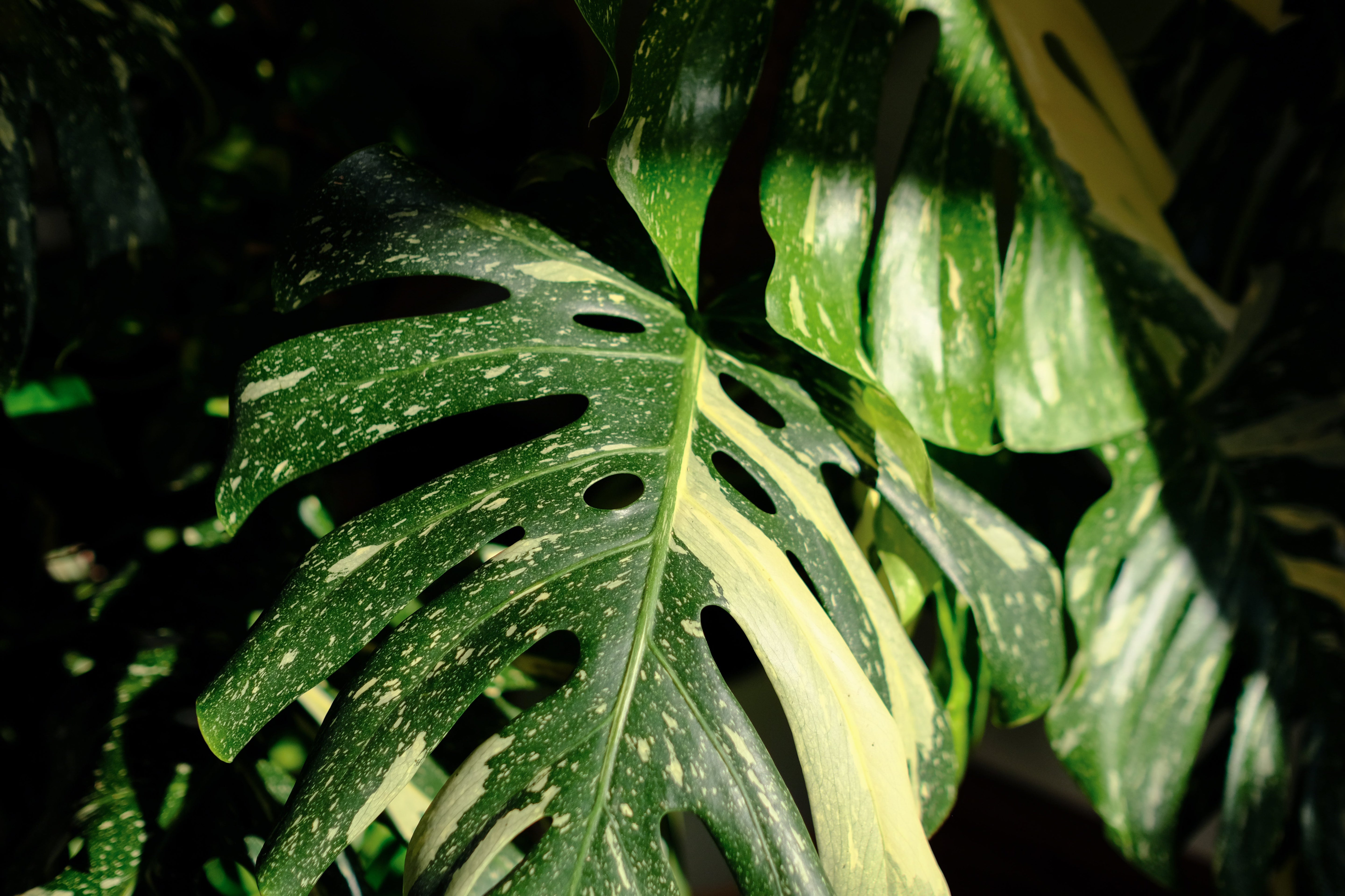 Monstera Thai Constellation: A Care Guide