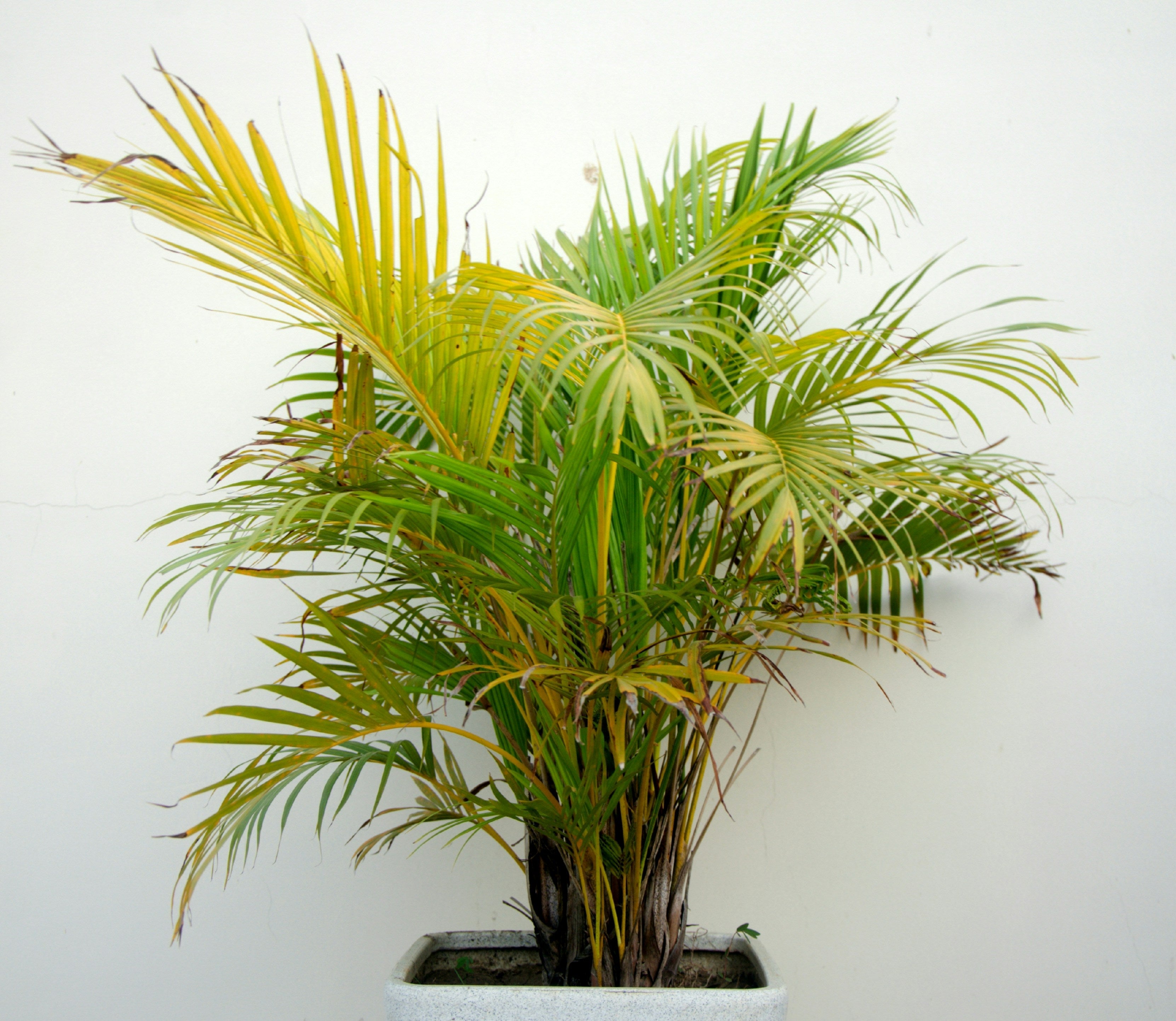 Golden Cane Palm