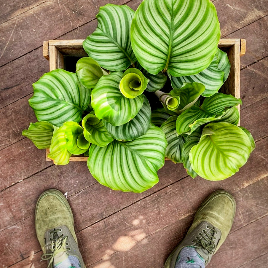 The Maranataceae Family - Calatheas, Marantas and Stromanthes