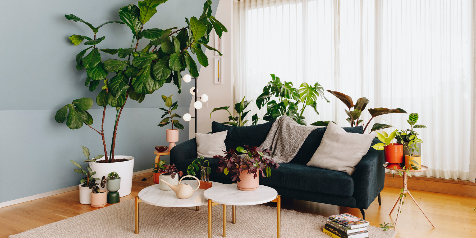 Debunking the Myth: Indoor Plants and Allergies