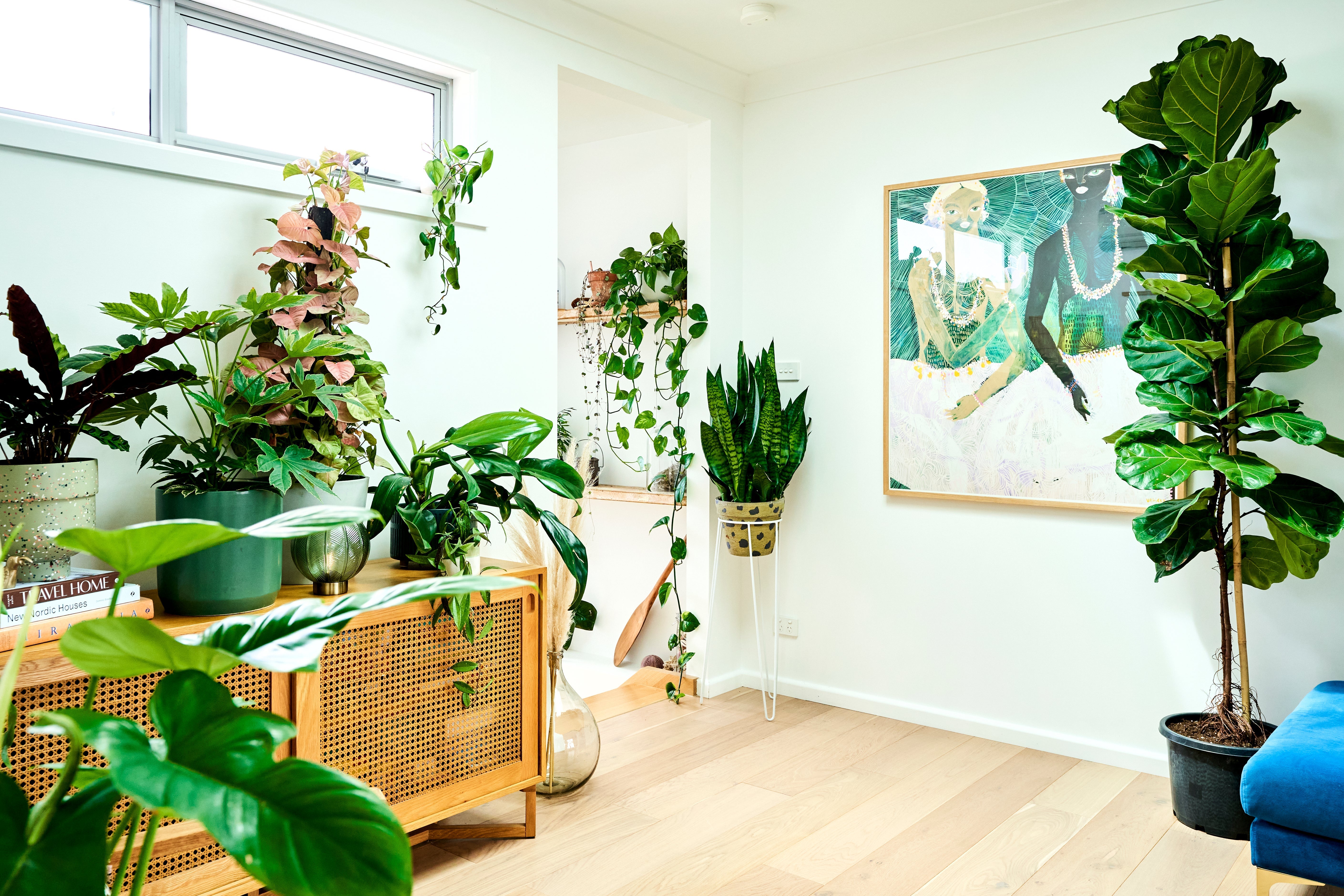 Best Indoor Plants for Renters: Hard-to-Kill