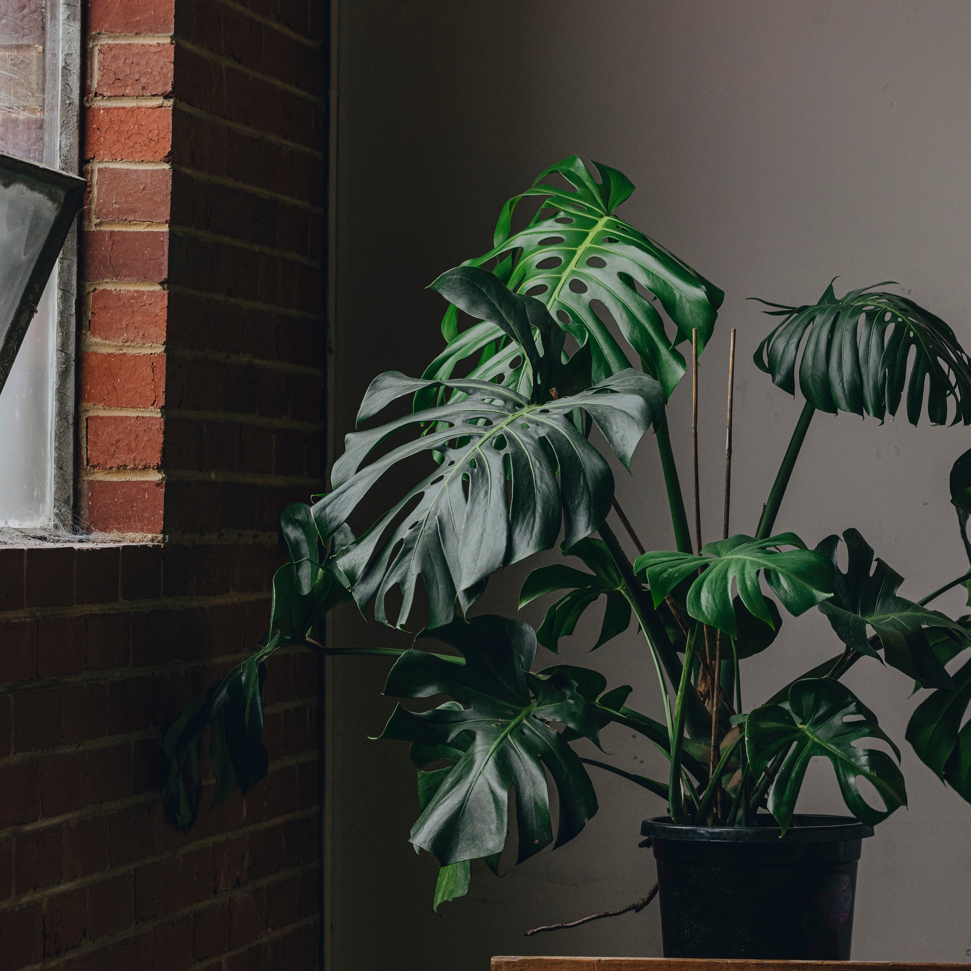 Why Your Monstera Sprawls (and How to Stake It)