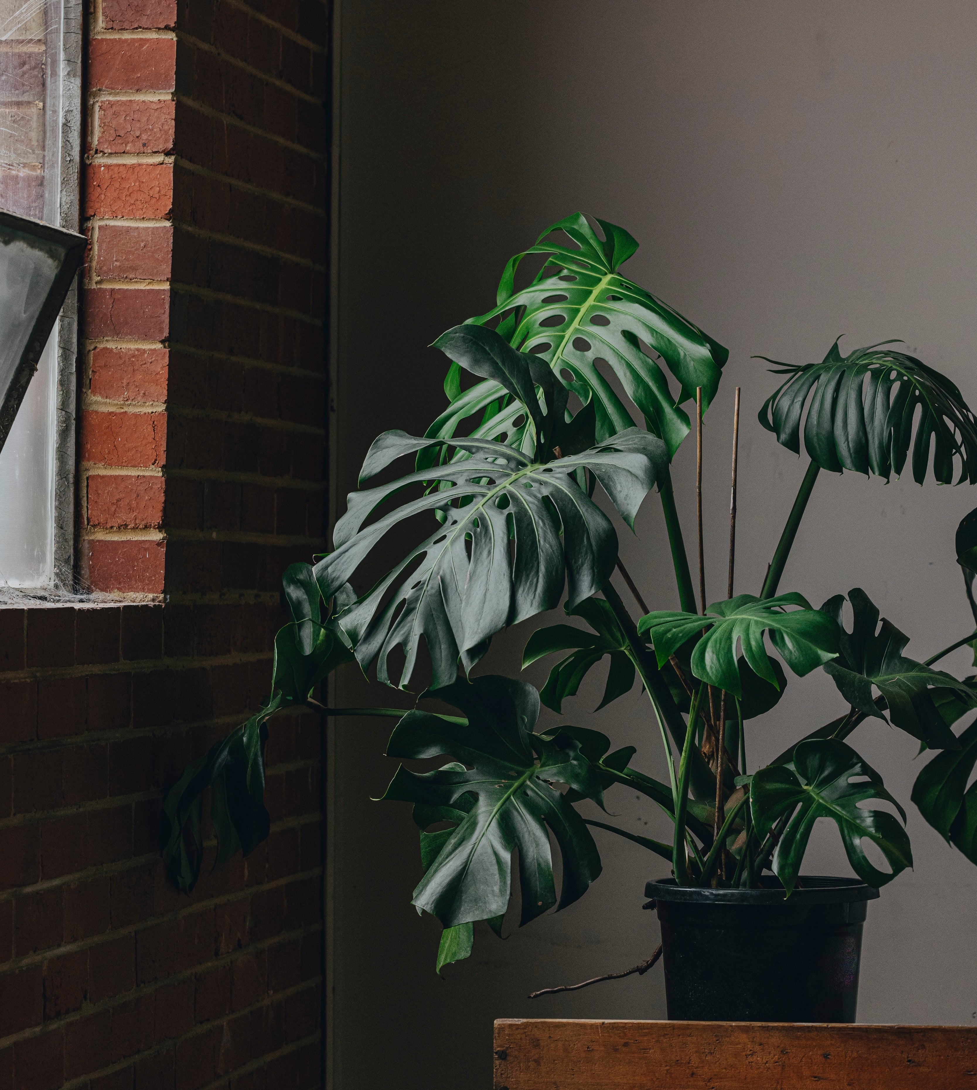 Why Your Monstera Sprawls (and How to Stake It)