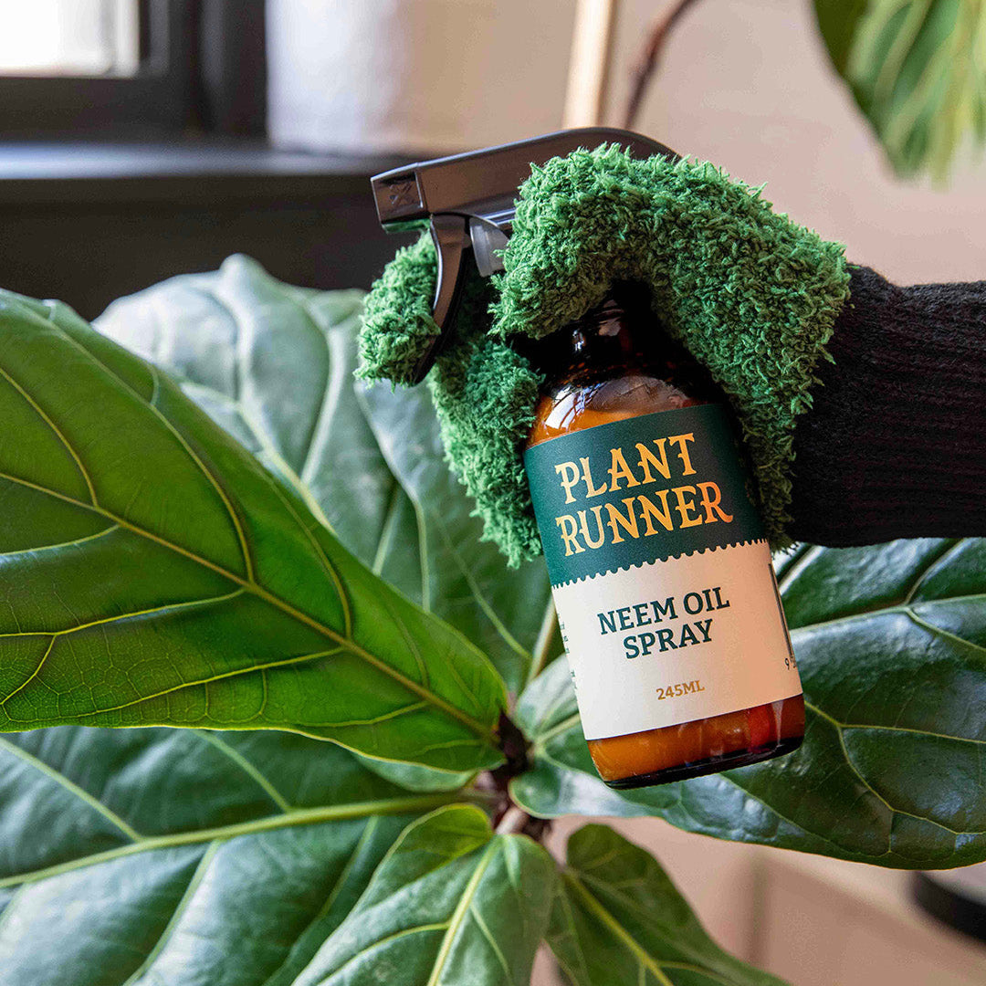 Leaf Shine 101: Why Clean Foliage = Better Photosynthesis