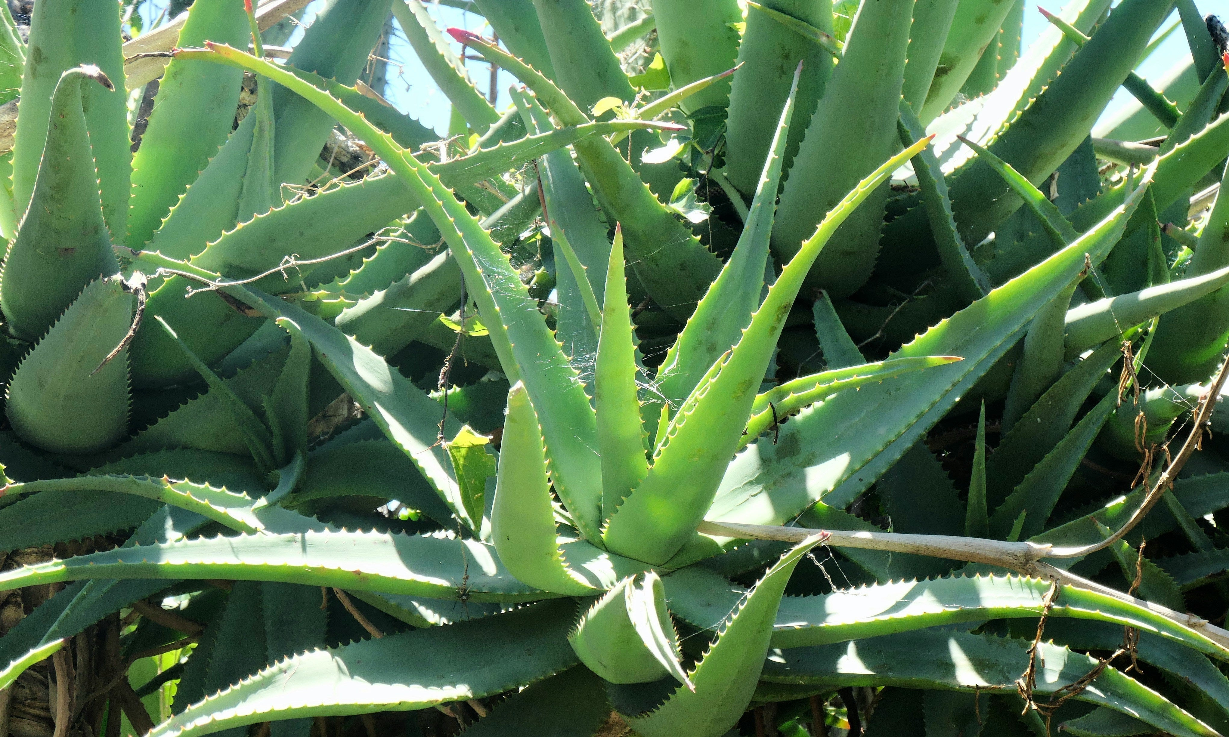 Aloe Vera: A Care Guide