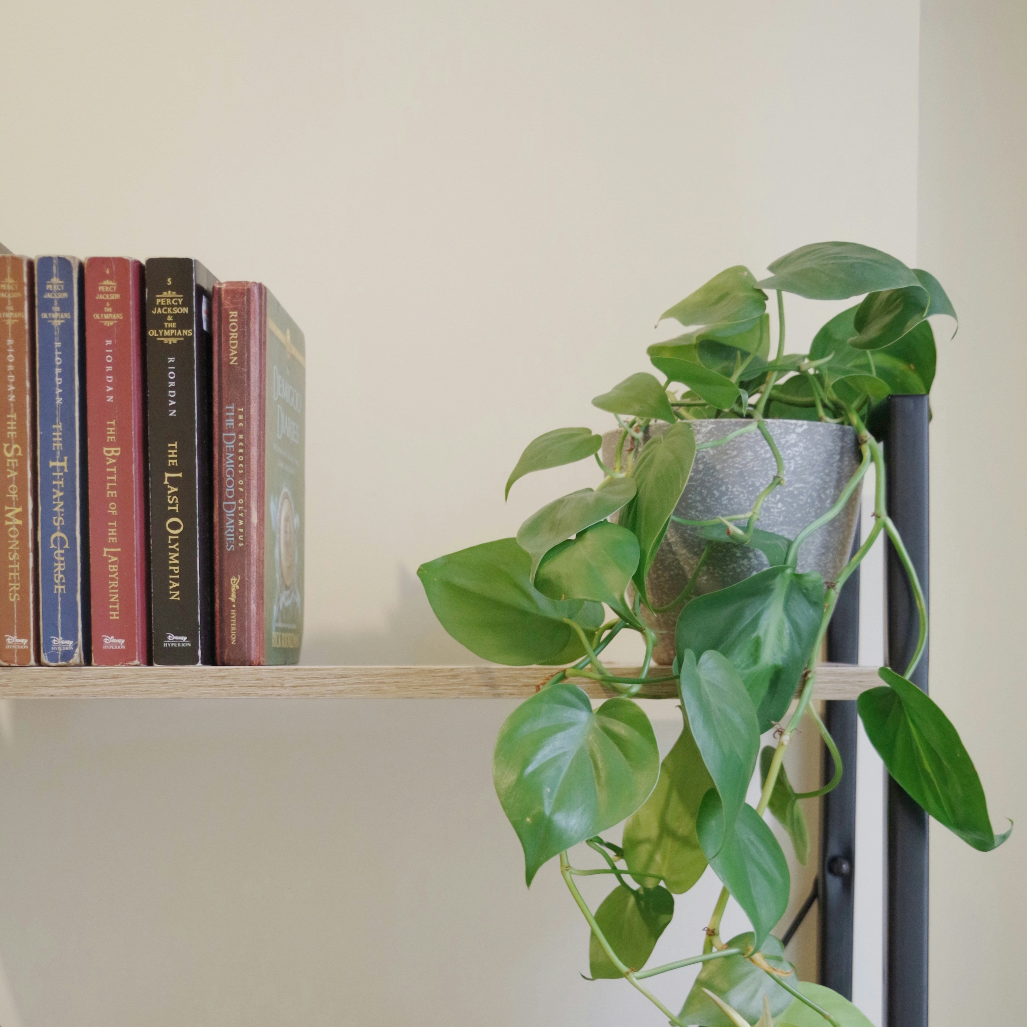 Heartleaf Philodendron