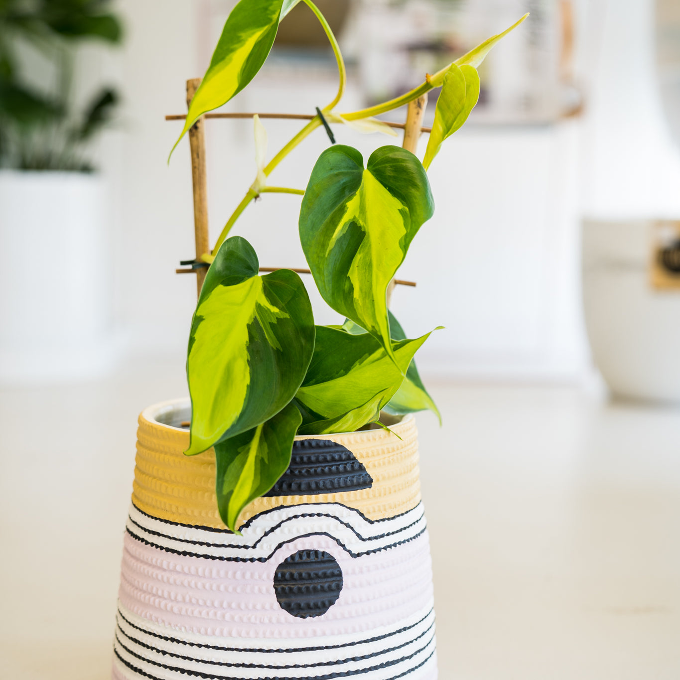And now, a word from our stockists: Their top 3 houseplants for 2020