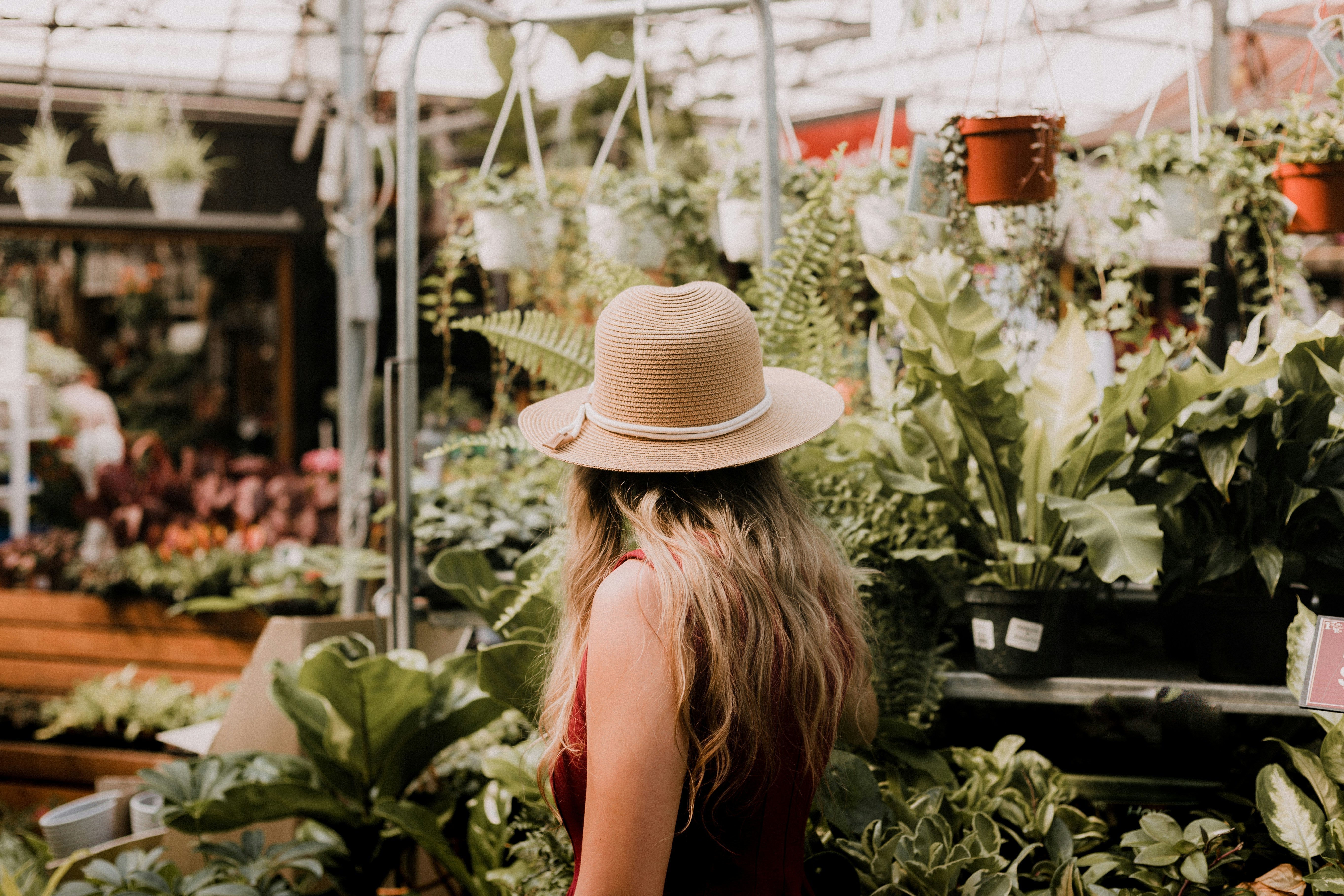 Plant Shopping: How to choose a healthy plant