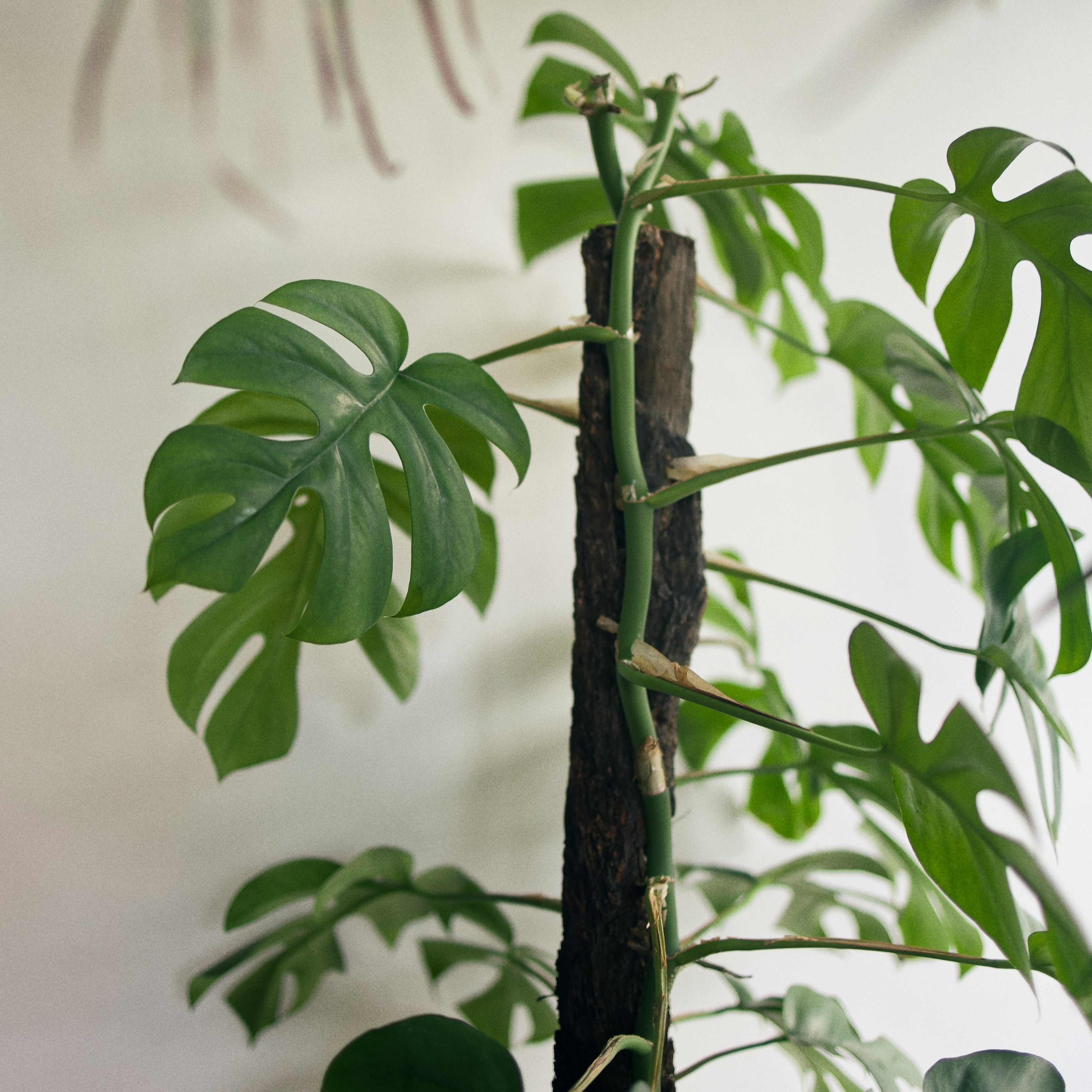 Mini Monstera Care: Why It Needs Something to Climb