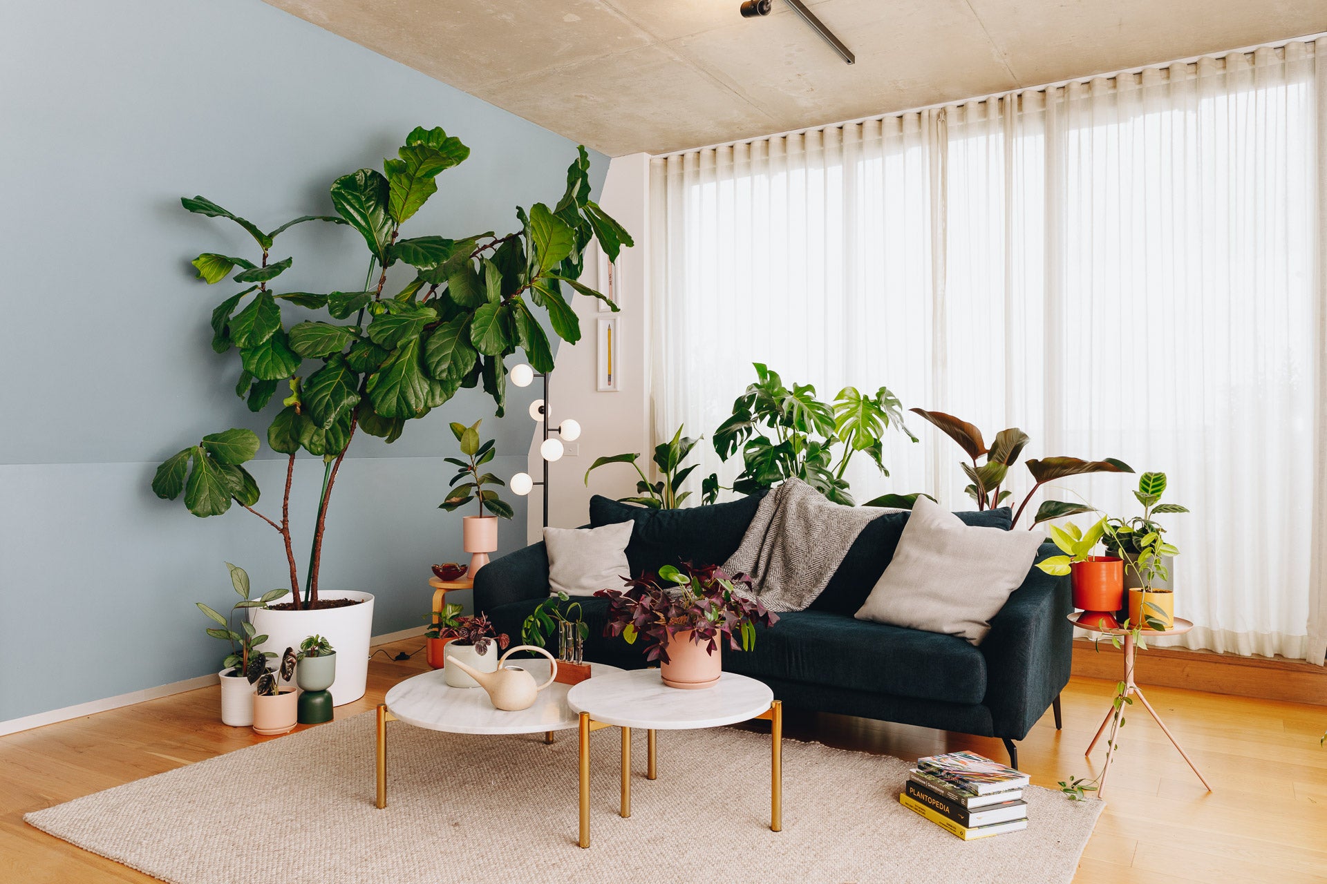 12 Indoor House Plants You Probably Won’t Kill