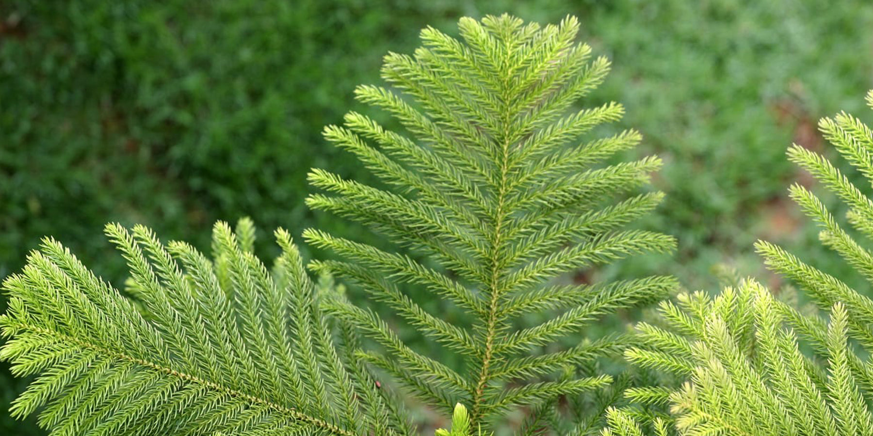 Top Five Cold-Tolerant Indoor Plants for Australian Plant Addicts