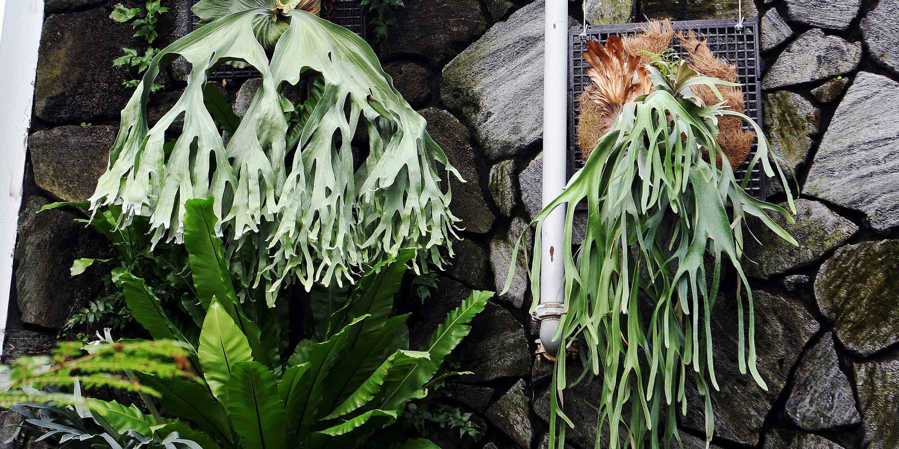 Staghorn Ferns: A Plant Care Guide