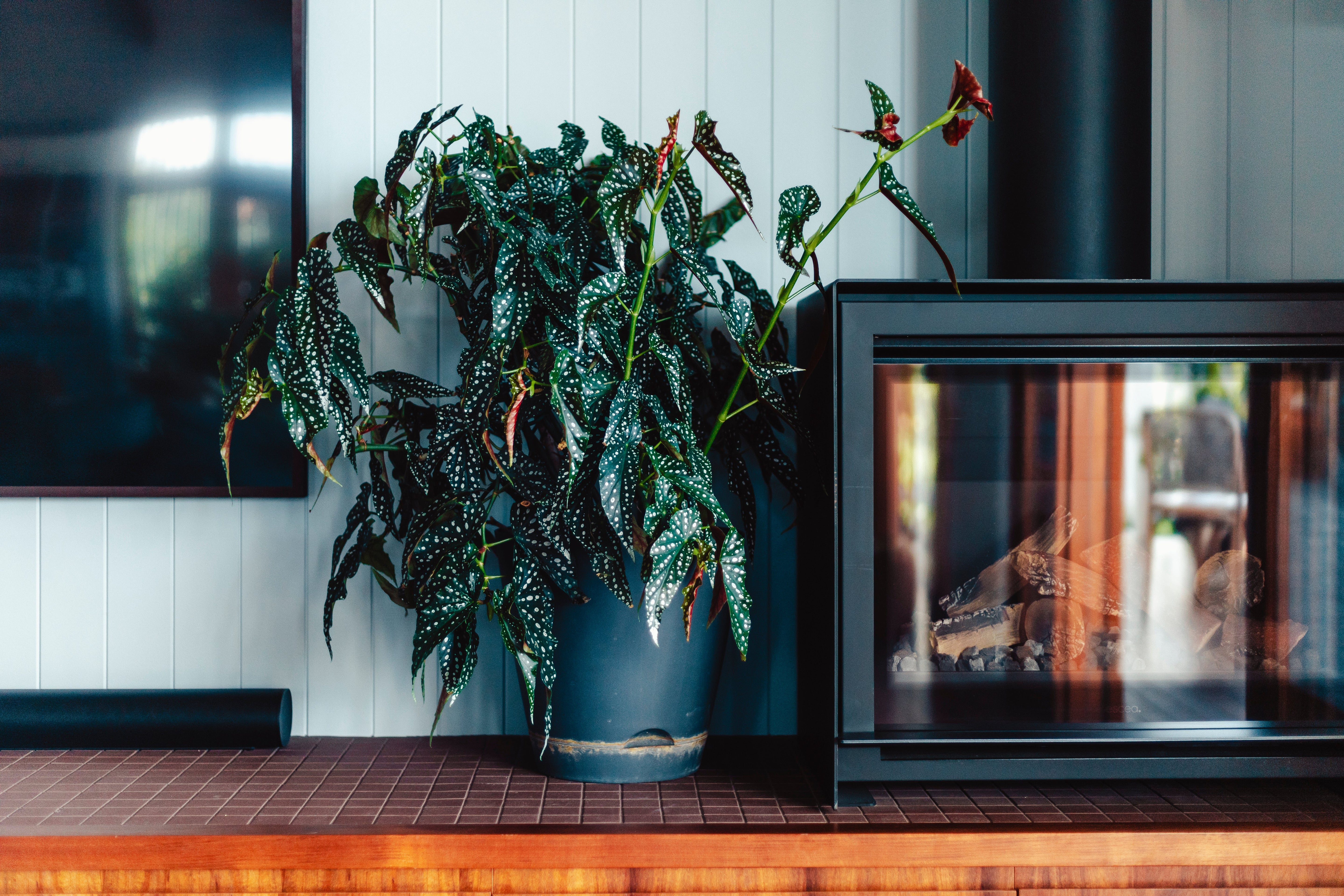 Begonia maculata: A Care Guide