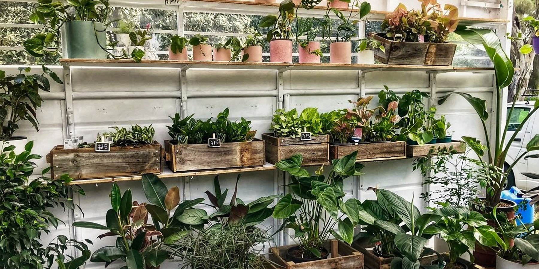 Our Top 10 Air Purifying Plants