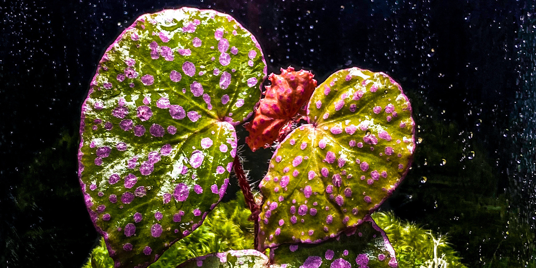 What are the Must Have House Plants of 2022?