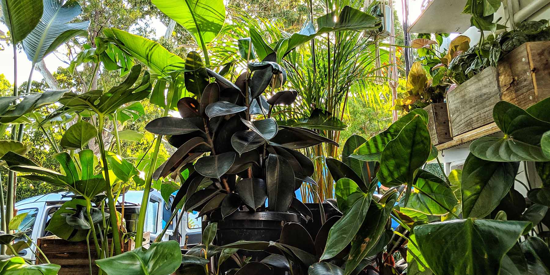 New Plant, No ID - Our Tips for Identifying an New Houseplant