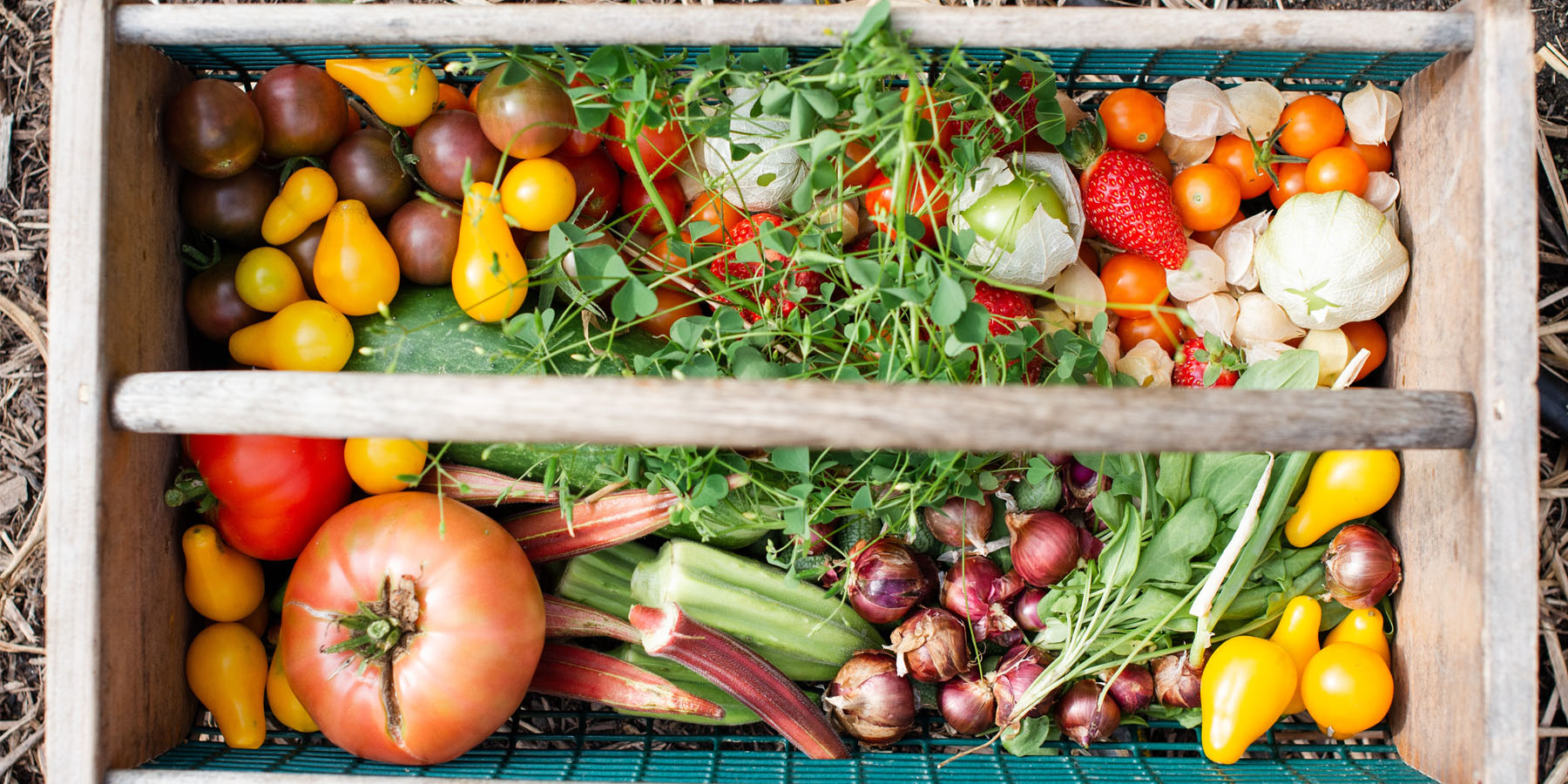 How To Create a Potted Vegetable Garden