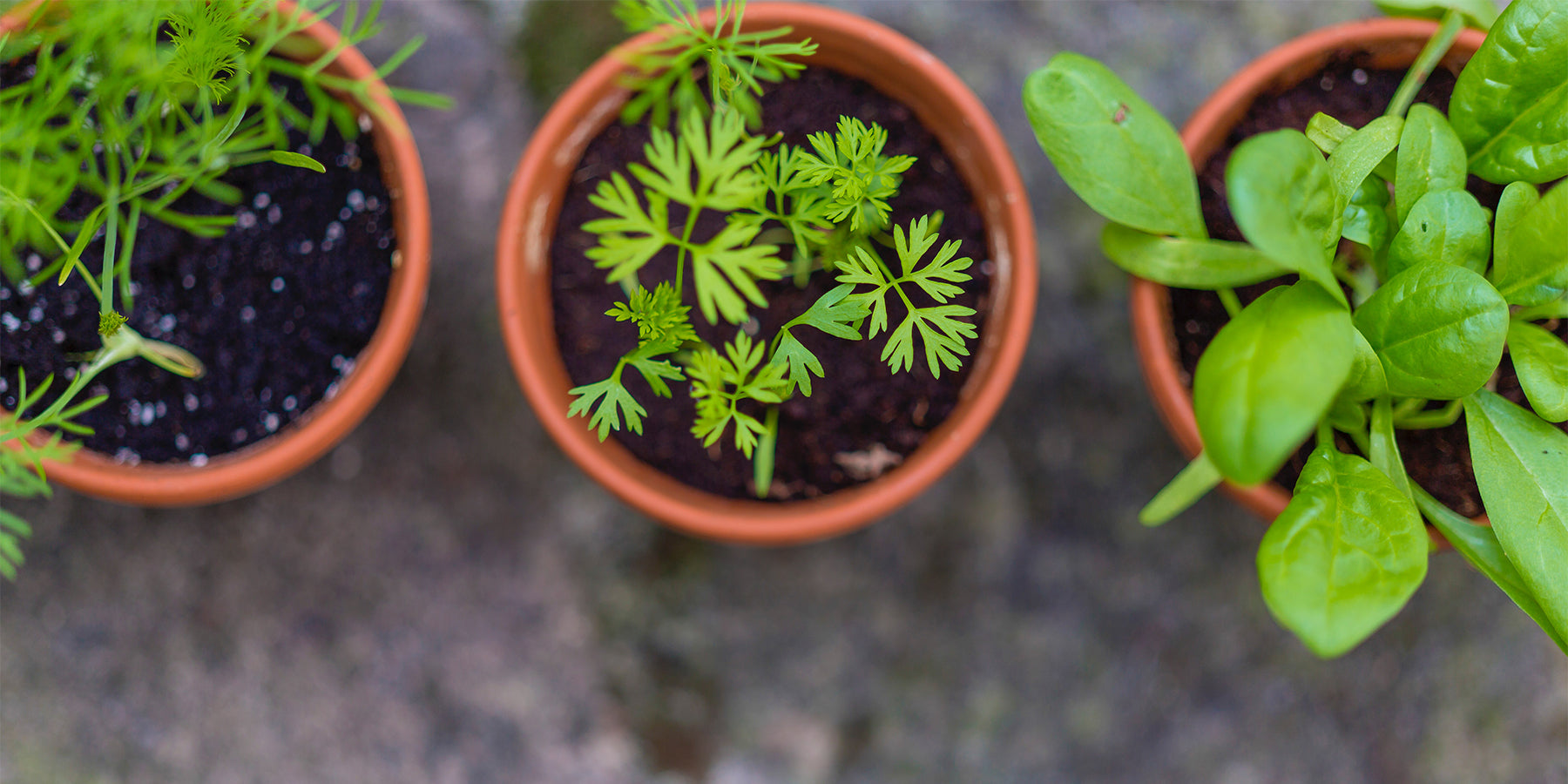 Top 10 Indoor Plants for 2023