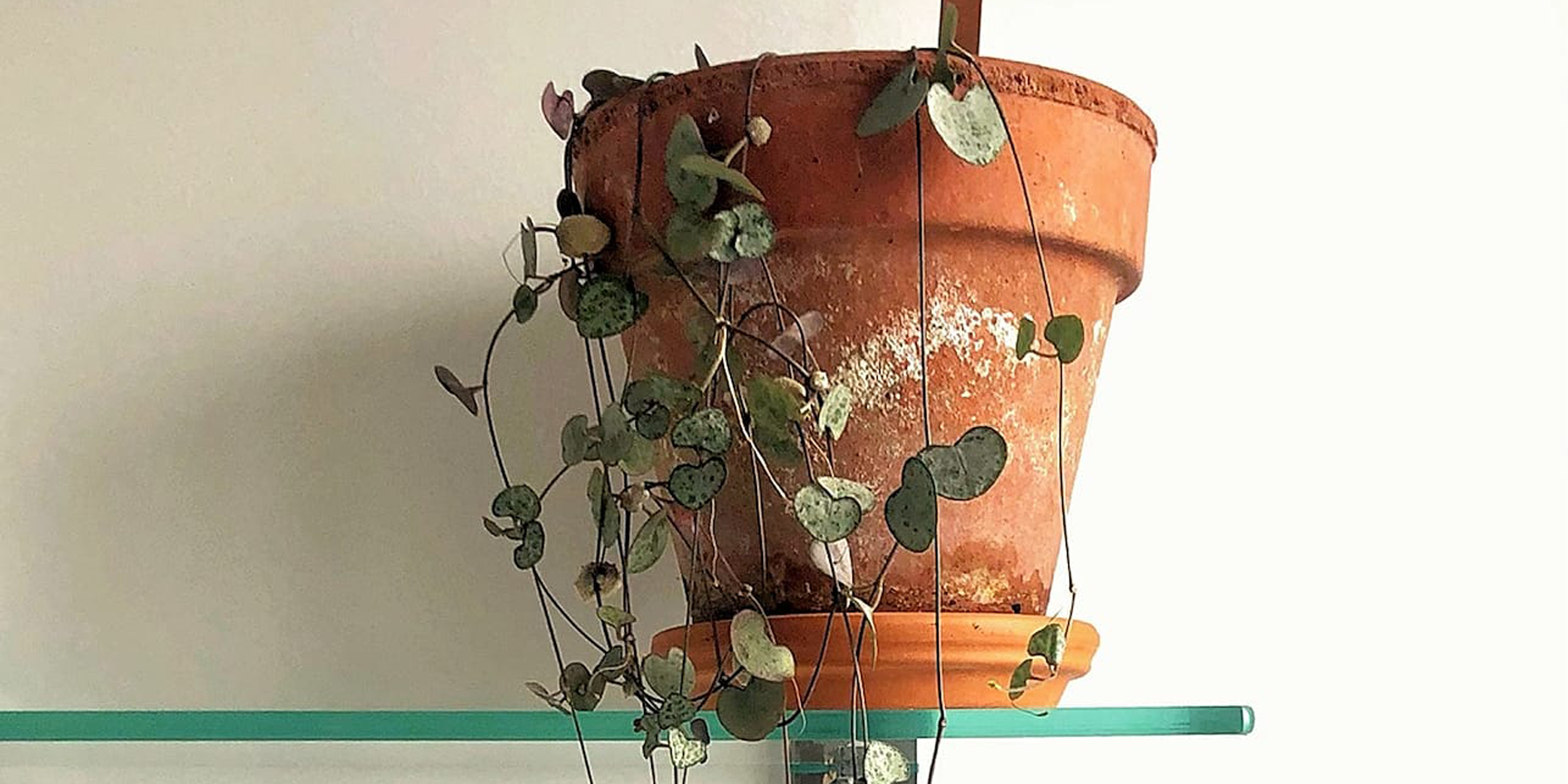 Plants that scream “I LOVE YOU” - A Plant Lover’s Guide to Valentine's Day