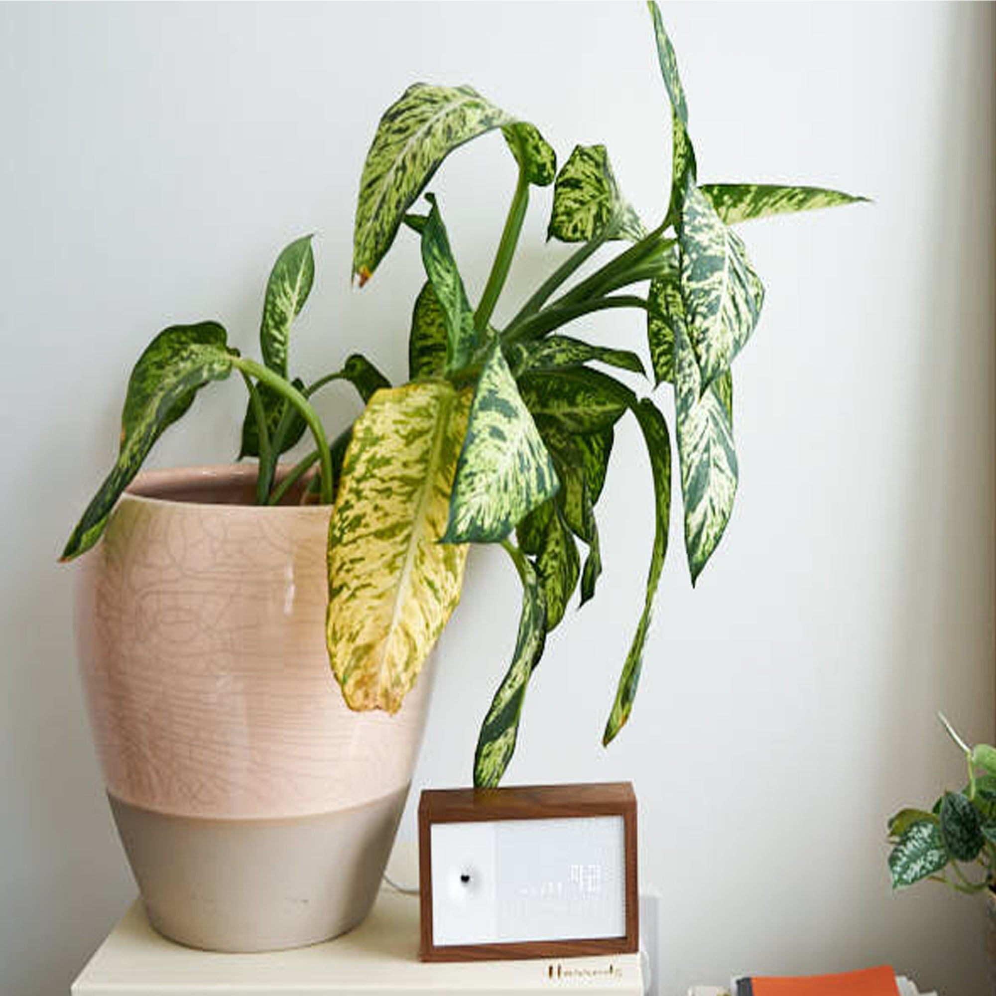Plant Problems: Signs your plant isn’t living their best life