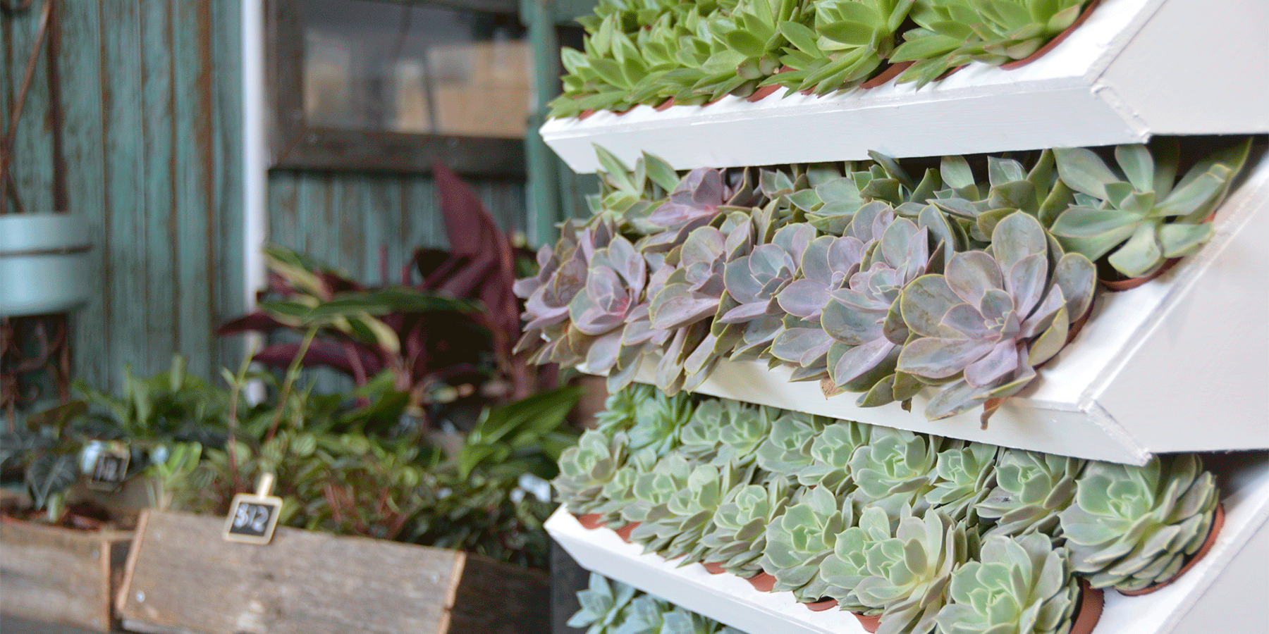 Our Top Plant Care Hacks