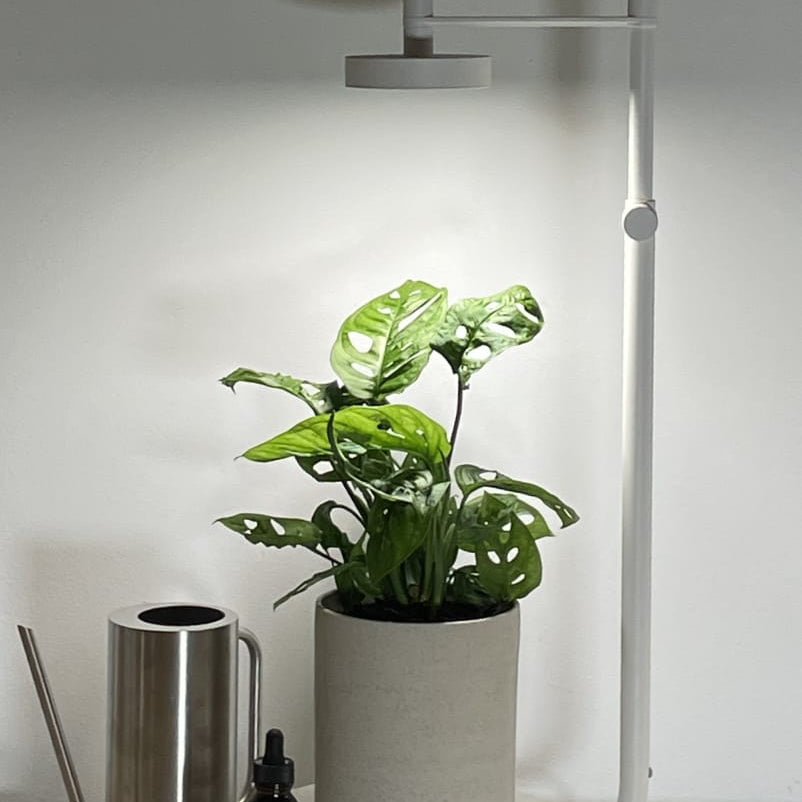 Understanding Light and Plants