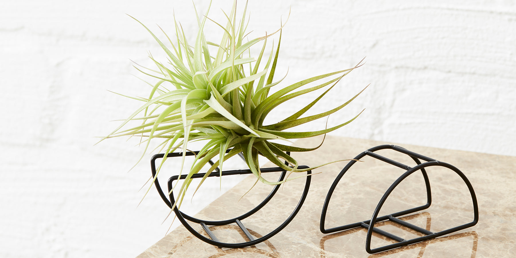 Air Plants: A Plant Care Guide