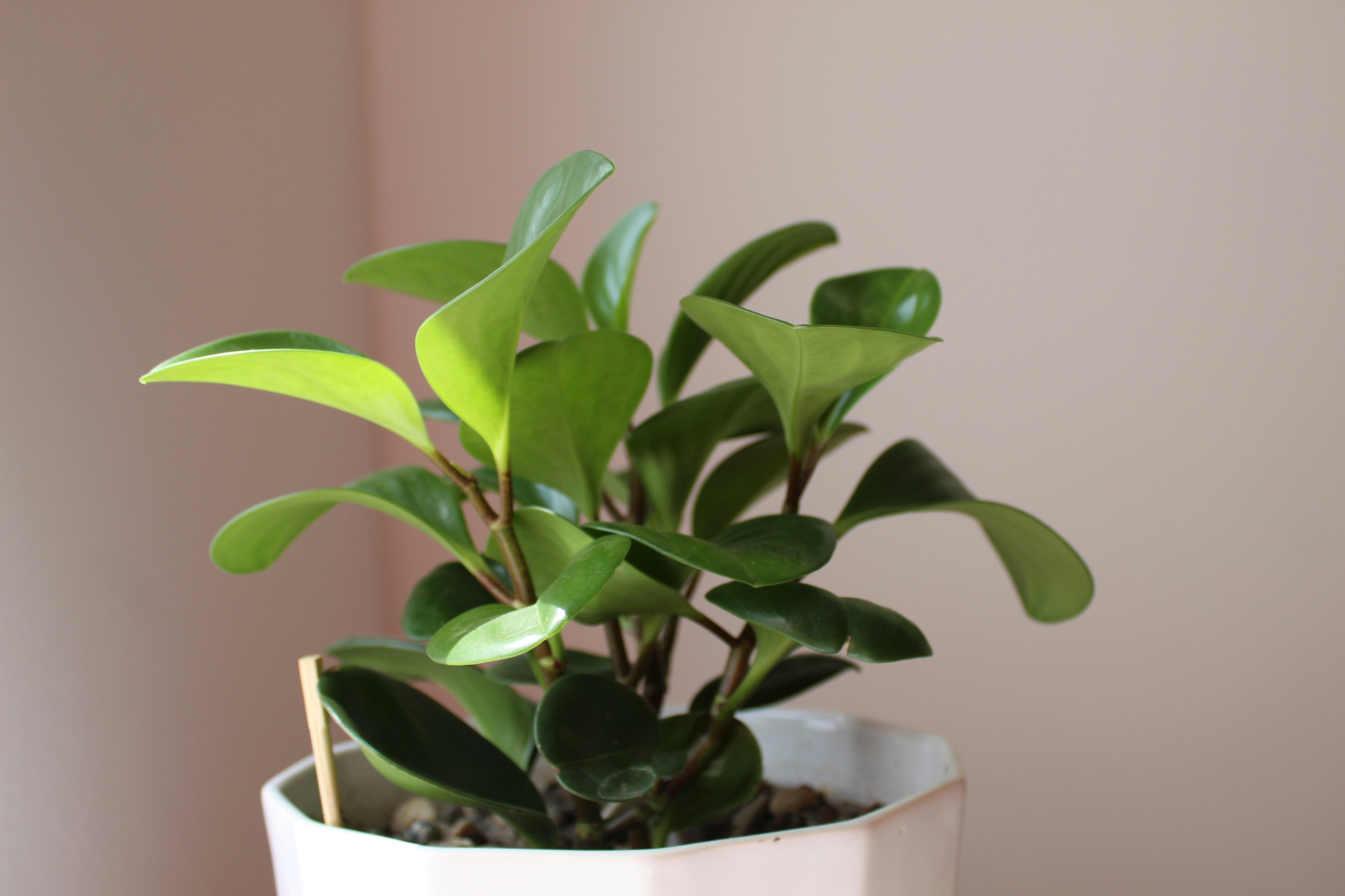 Peperomia: A Care Guide