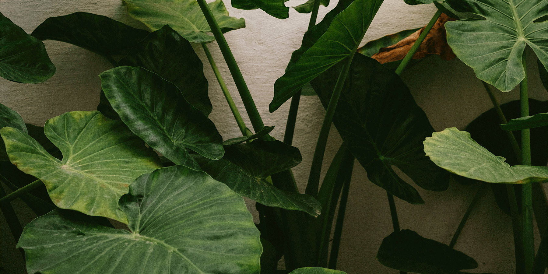 Alocasias: A Plant Care Guide