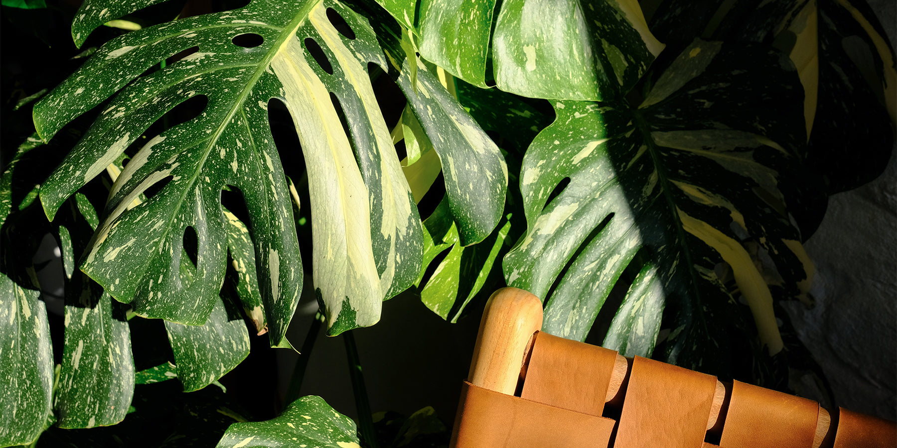 Best First Plant For New Plant Parents