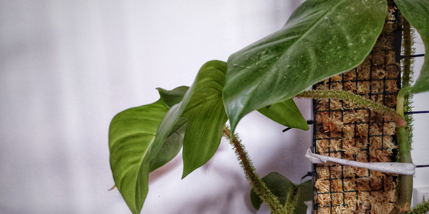 Totems & Indoor Plants: The What, Why and When
