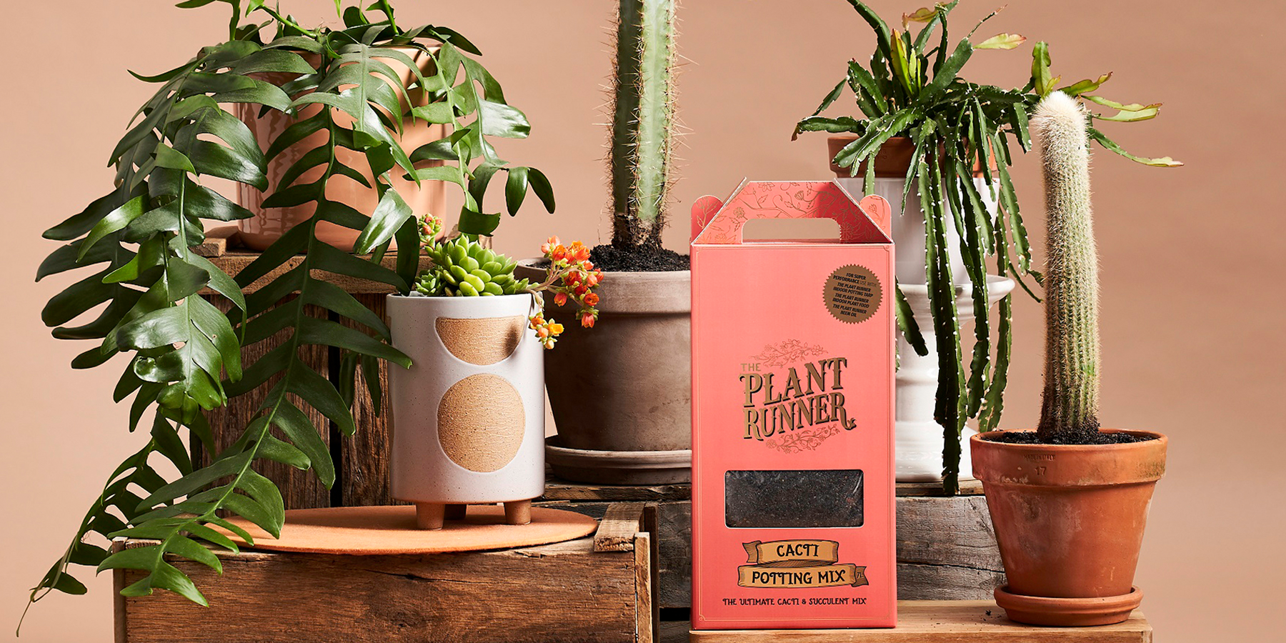 Cacti Care Guide
