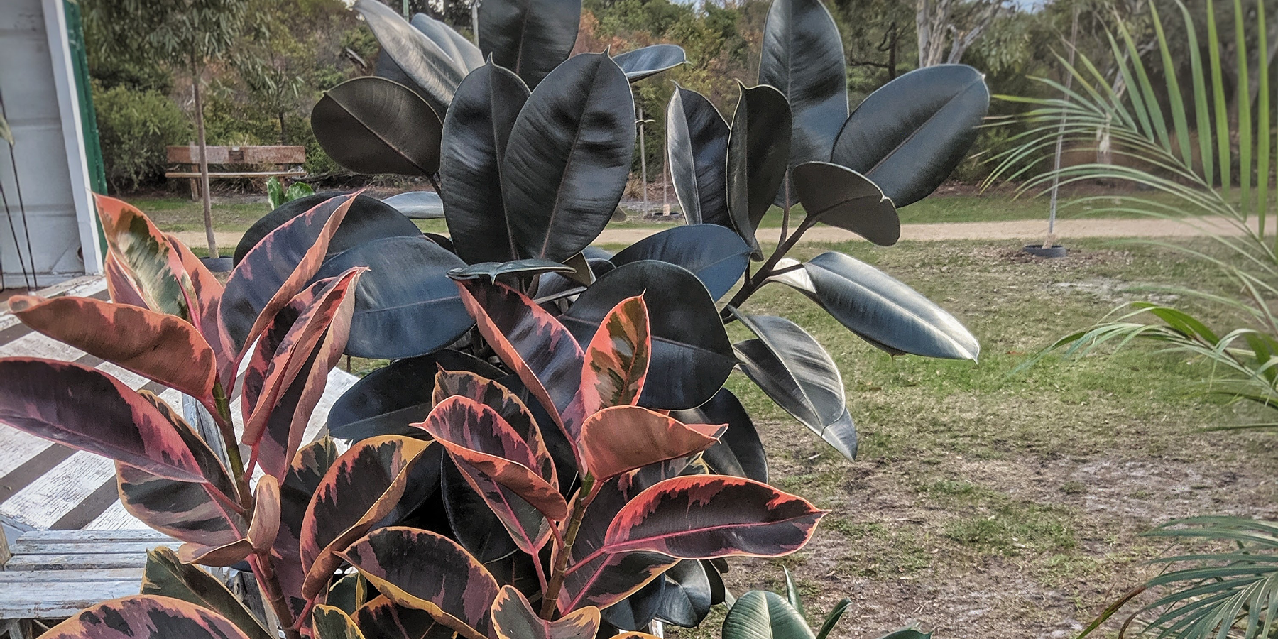 SHOULD INDOOR PLANTS GO OUTSIDE? ALL OF YOUR QUESTIONS ANSWERED.