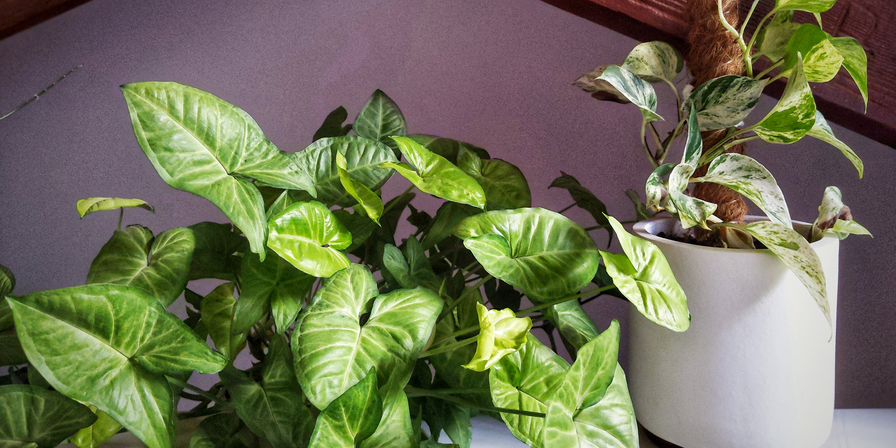 Ready, Steady, Grow: How to prepare your plants for Spring